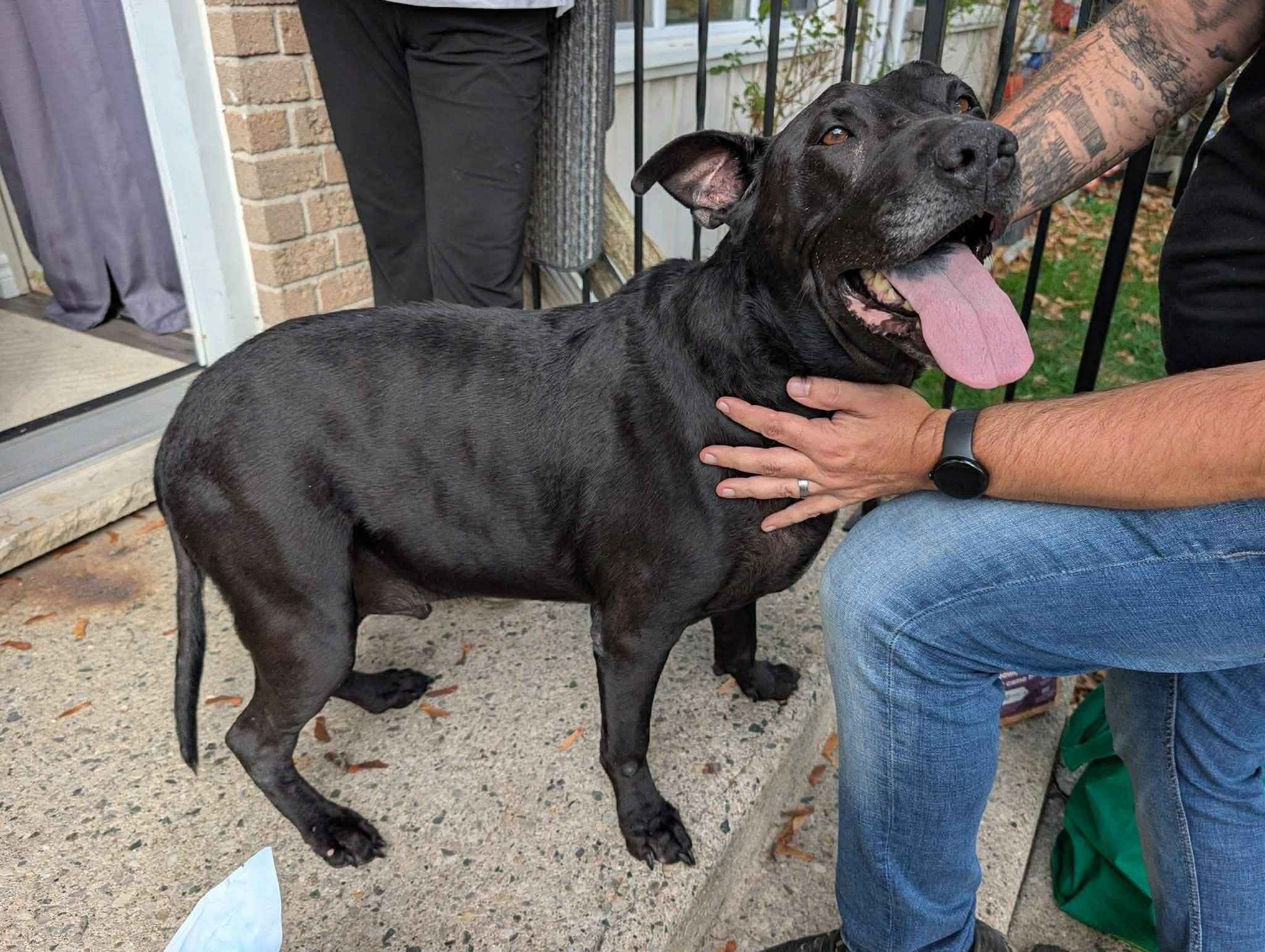 Ollie, a Adoptable mixed breed in Woodstock, ON image 5/6