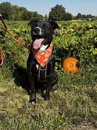 Phoebus, Adoptable, Young Male Mixed Breed & Mixed Breed.