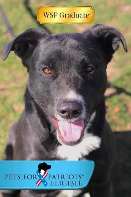 Enlarge Phoebus, a Adoptable Mixed Breed in Walla Walla, WA image 2/3