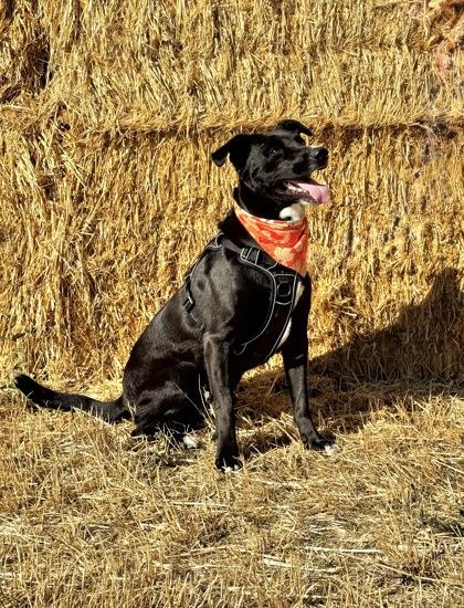 Enlarge Phoebus, a Adoptable Mixed Breed in Walla Walla, WA image 3/3