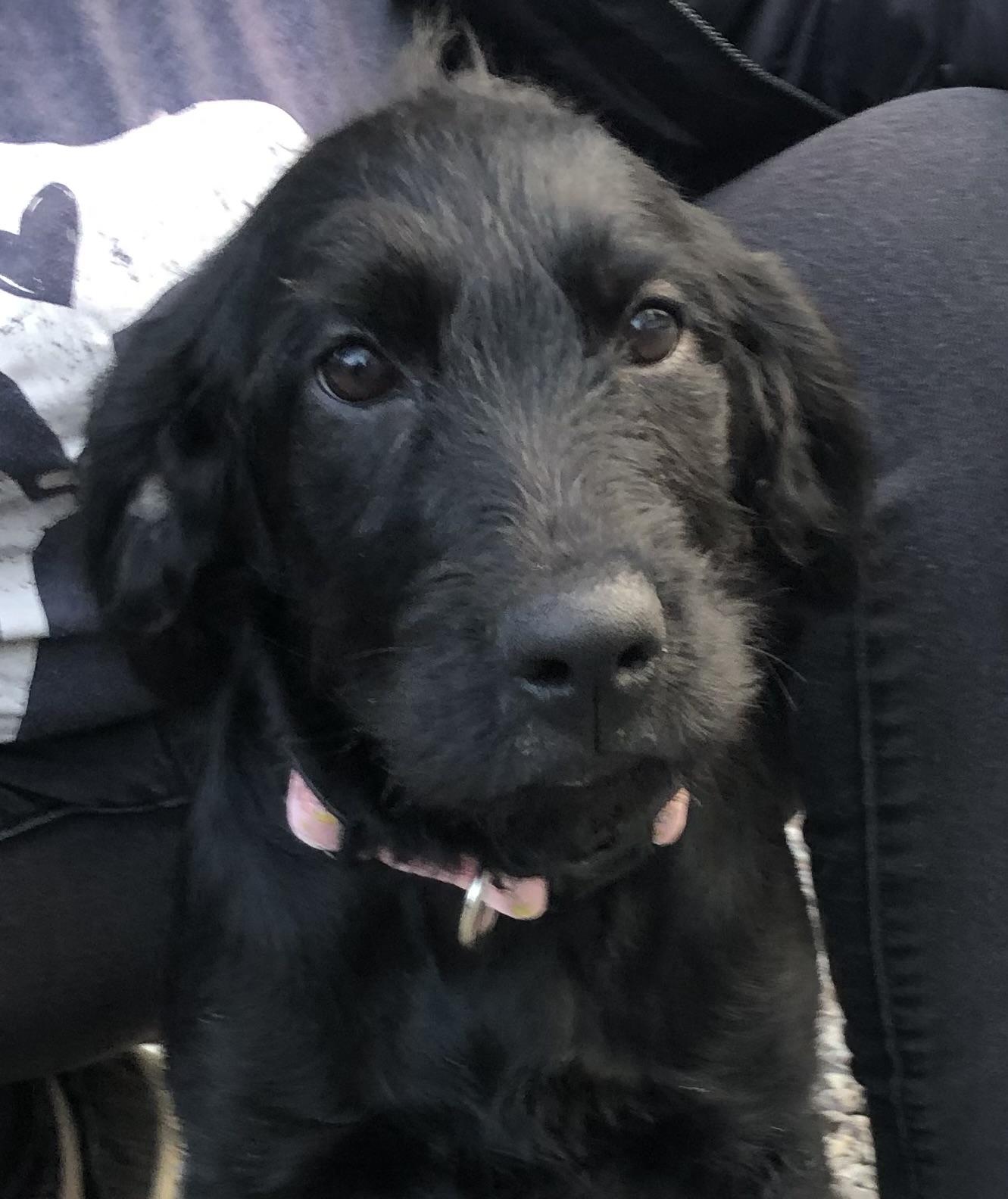 Ember, a ADOPTABLE Labradoodle in Sequatchie, TN image 4/4