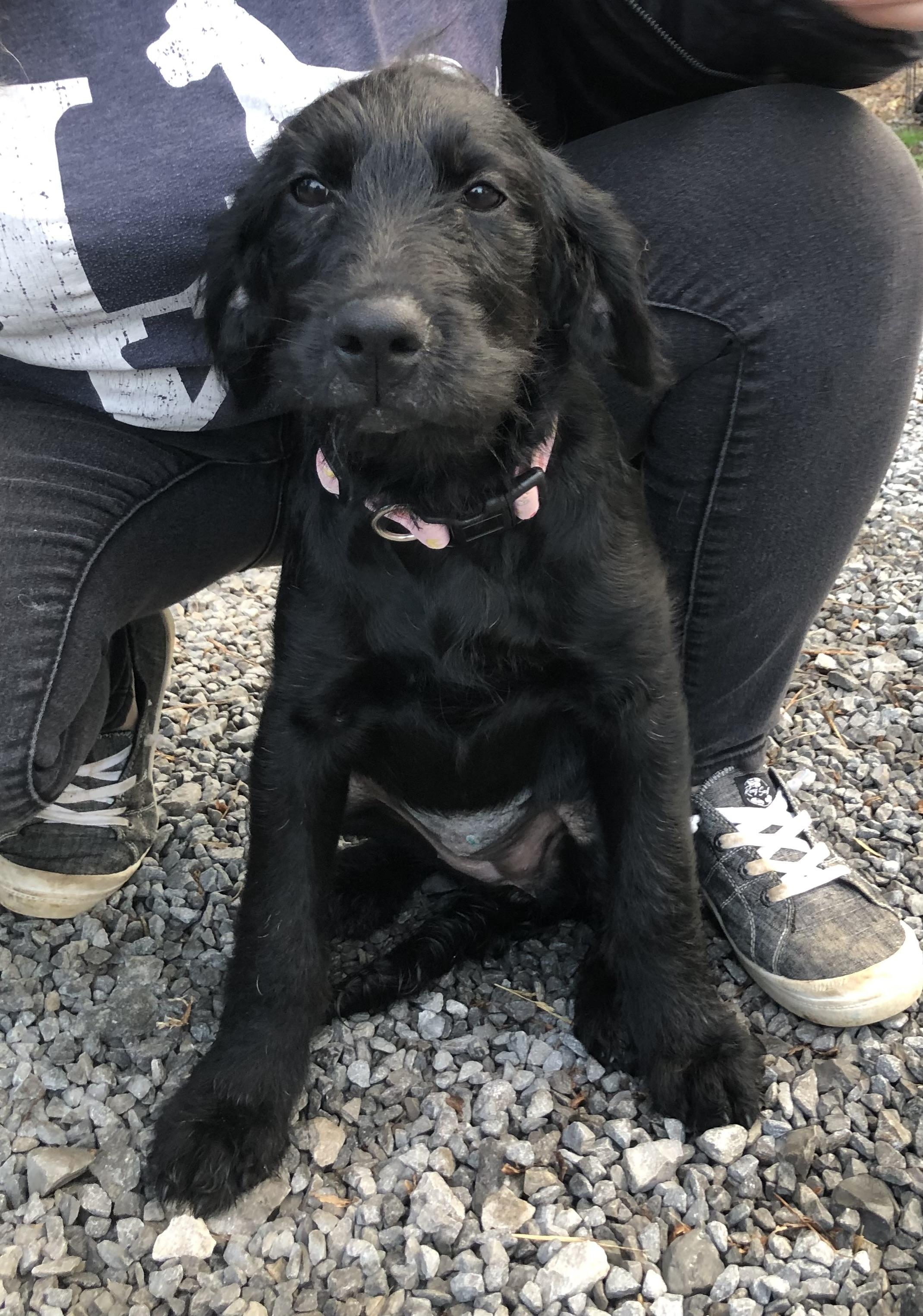 Ember, ADOPTABLE, Puppy Female Labradoodle.