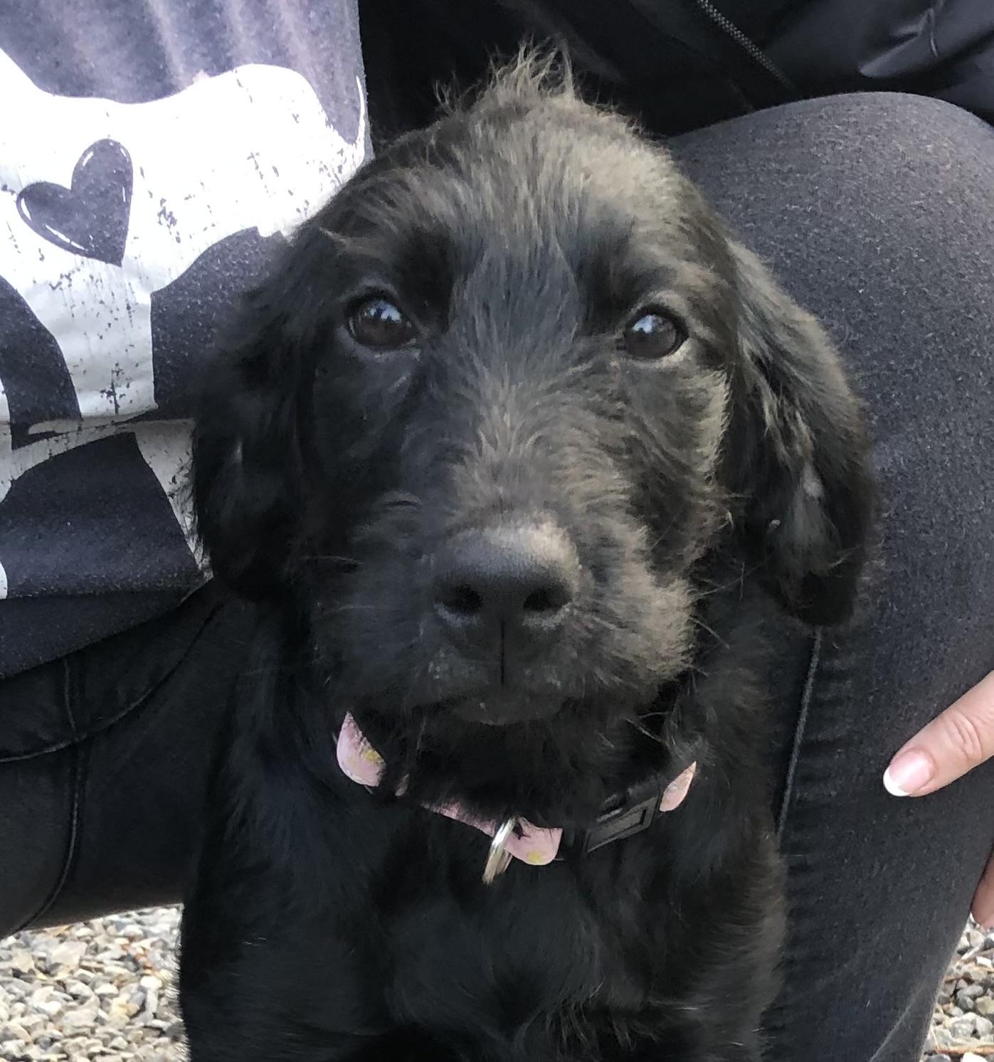 Ember, a ADOPTABLE Labradoodle in Sequatchie, TN image 3/4