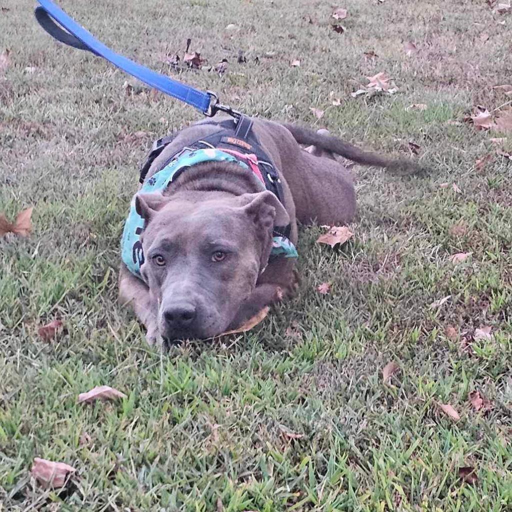 Enlarge Hannah, a Adoptable mixed breed in Wadena, MN image 1/6