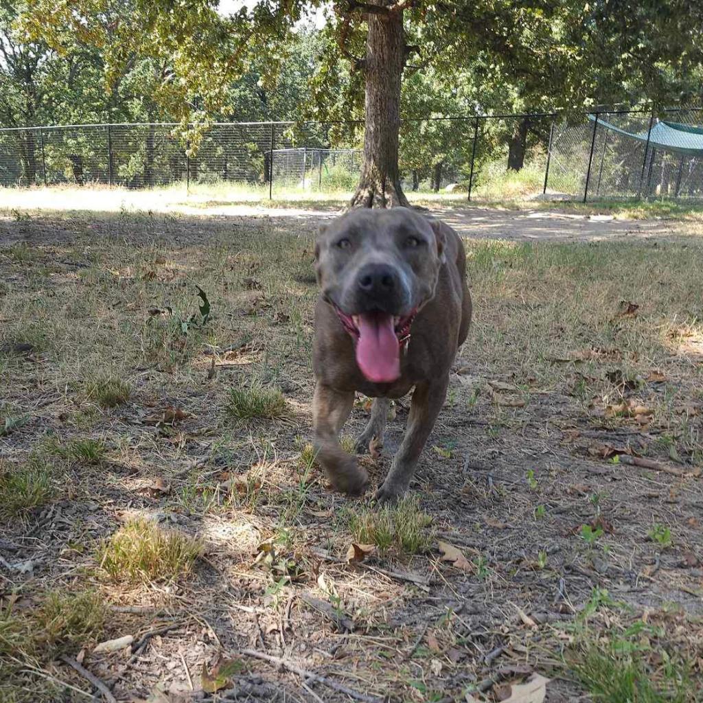 Enlarge Hannah, a Adoptable mixed breed in Wadena, MN image 2/6