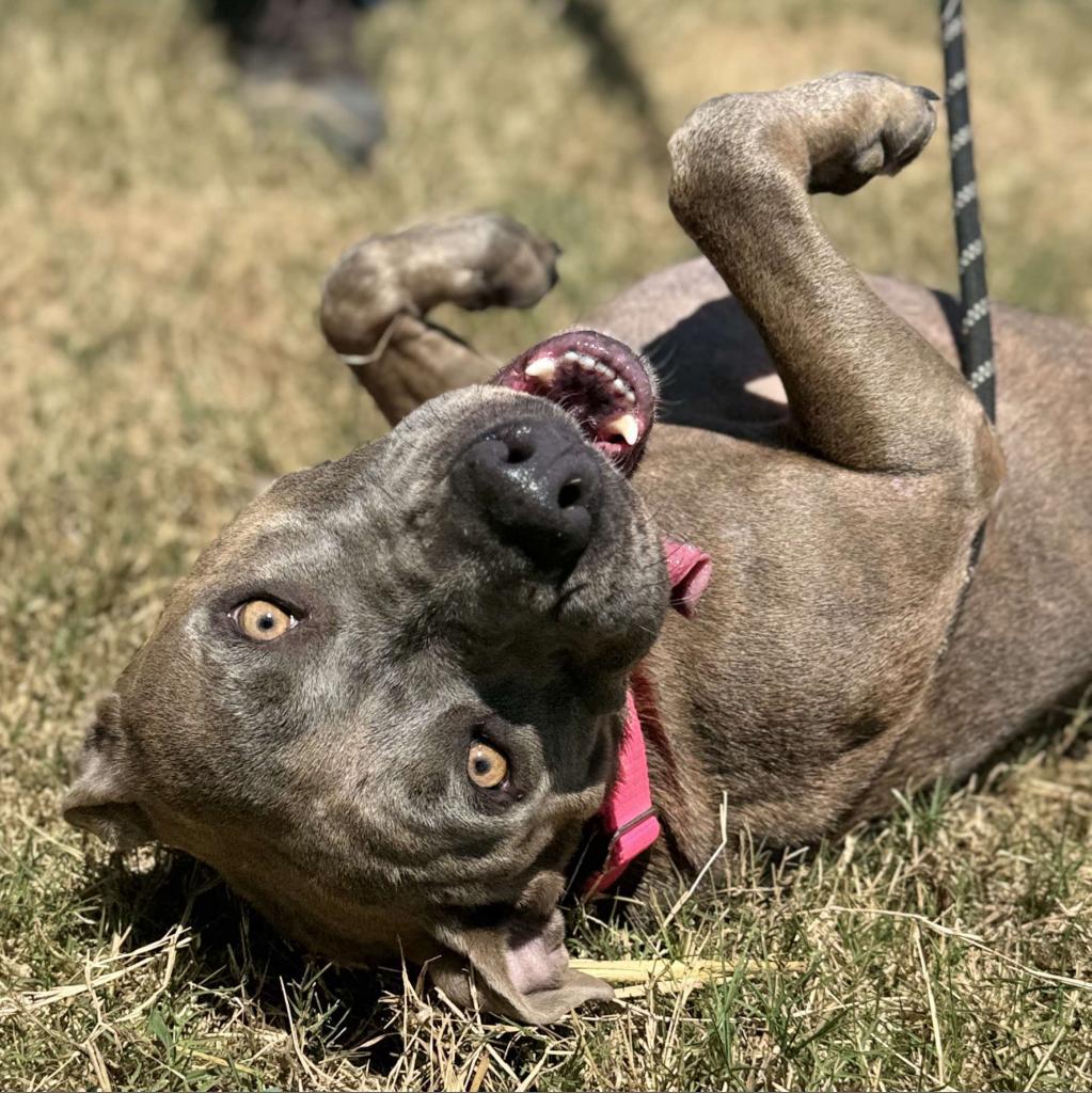 Enlarge Hannah, a Adoptable mixed breed in Wadena, MN image 4/6