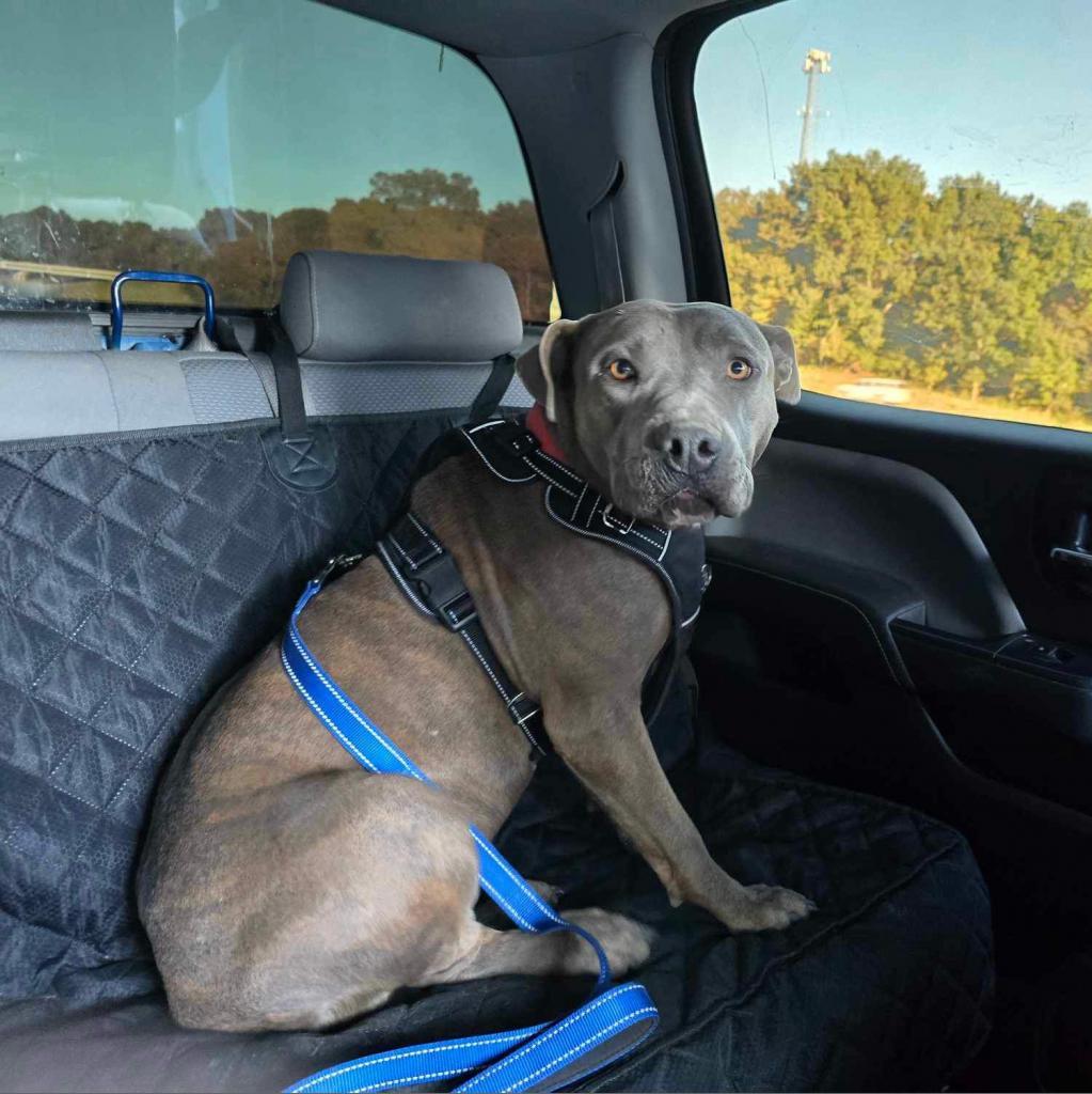 Enlarge Hannah, a Adoptable mixed breed in Wadena, MN image 5/6