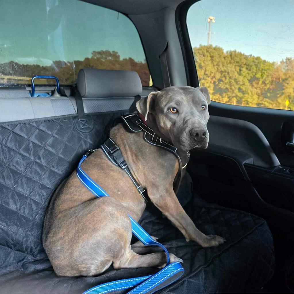 Enlarge Hannah, a Adoptable mixed breed in Wadena, MN image 6/6