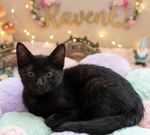 RavenQ, ADOPTABLE, Kitten Female Domestic Short Hair.
