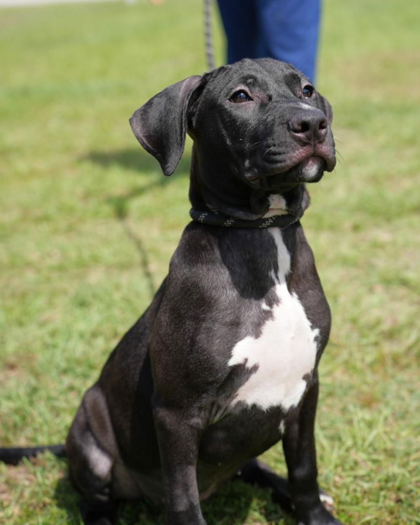 Eunice, Adoptable, Puppy Female Terrier.