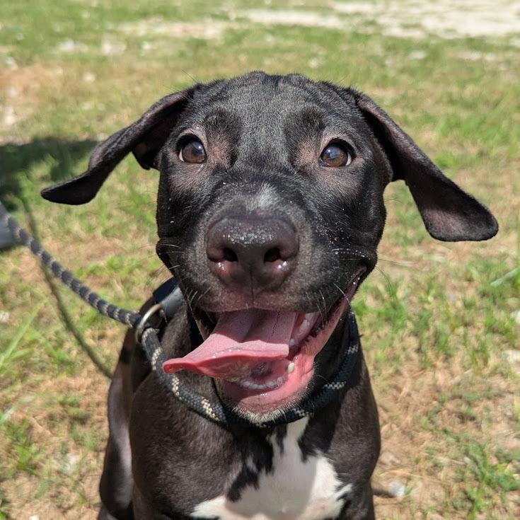 Enlarge Eunice, a Adoptable mixed breed in Springfield, GA image 2/2