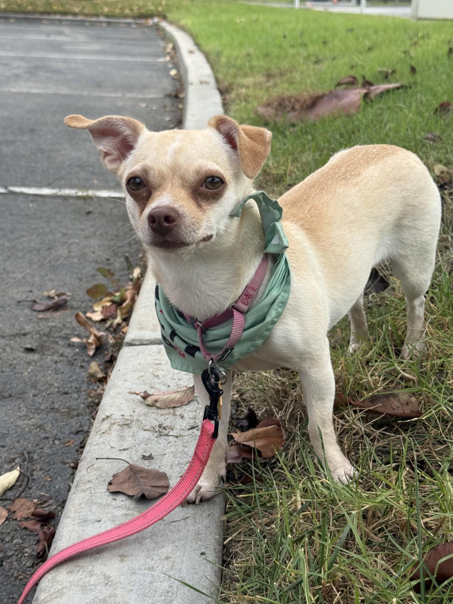 Enlarge Paris AKA Piper, a Adoptable mixed breed in Los Alamitos, CA image 6/6