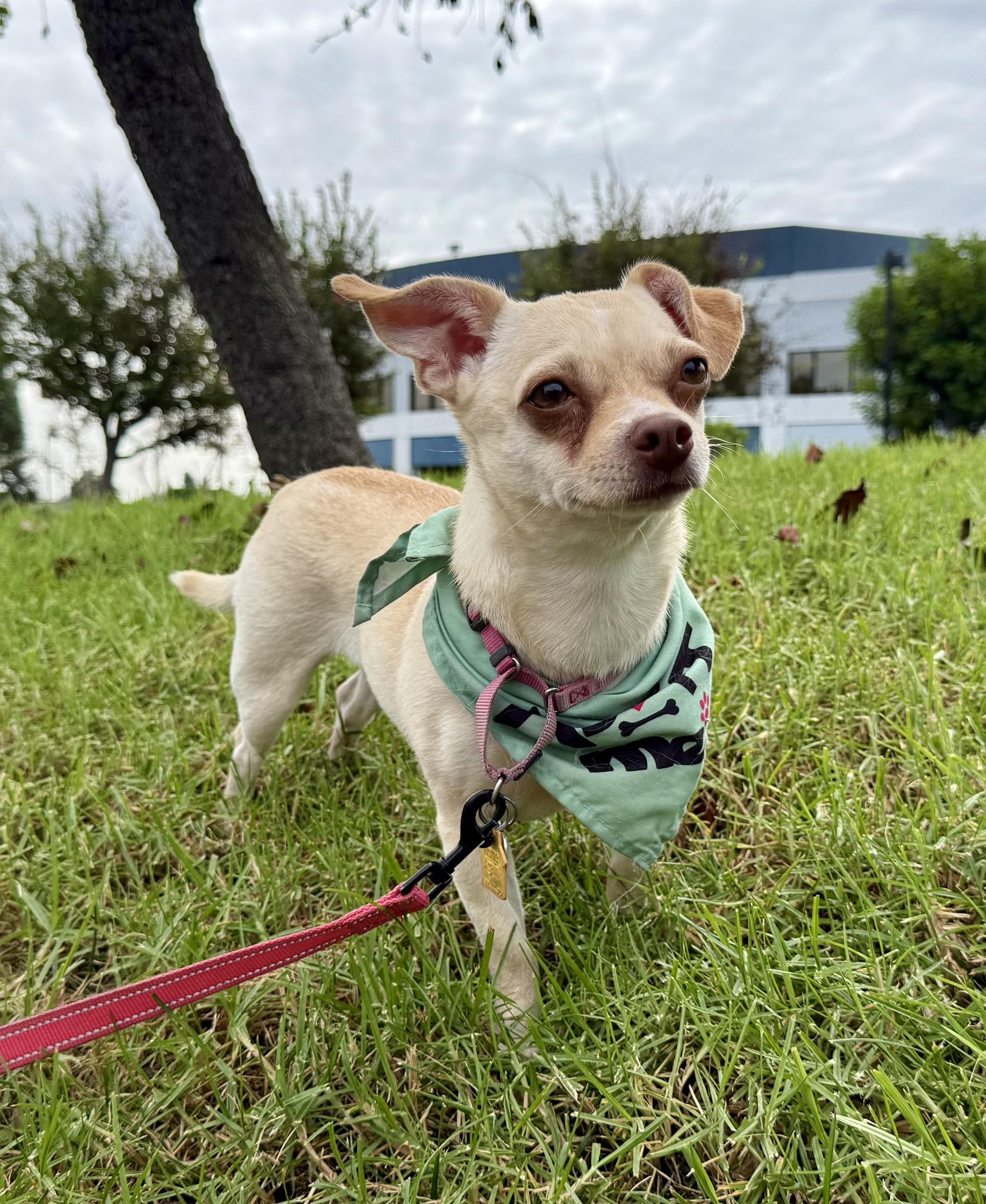 Enlarge Paris AKA Piper, a Adoptable mixed breed in Los Alamitos, CA image 2/6