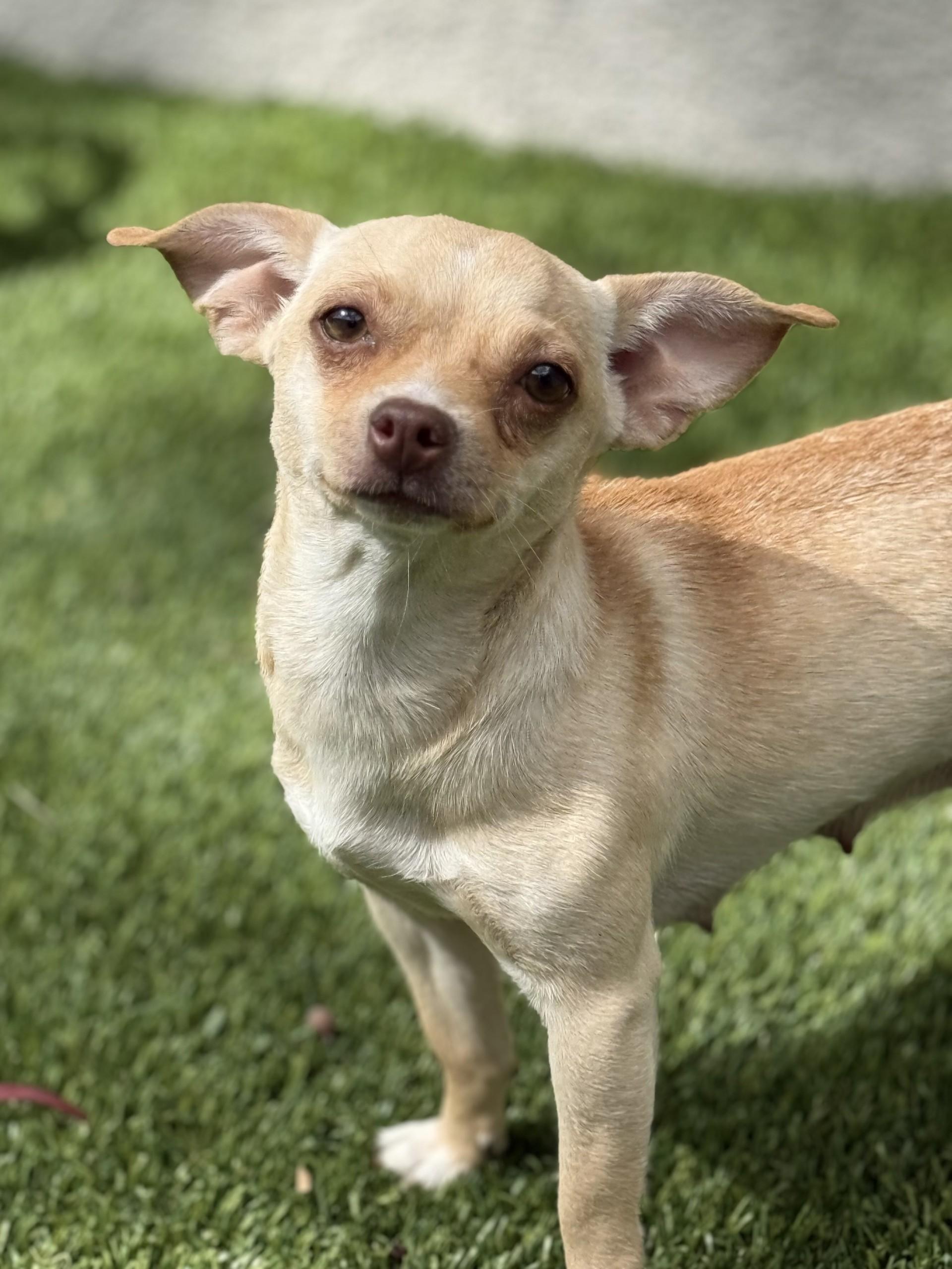 Paris AKA Piper, an adoptable mixed breed in Los Alamitos, CA image 2/6