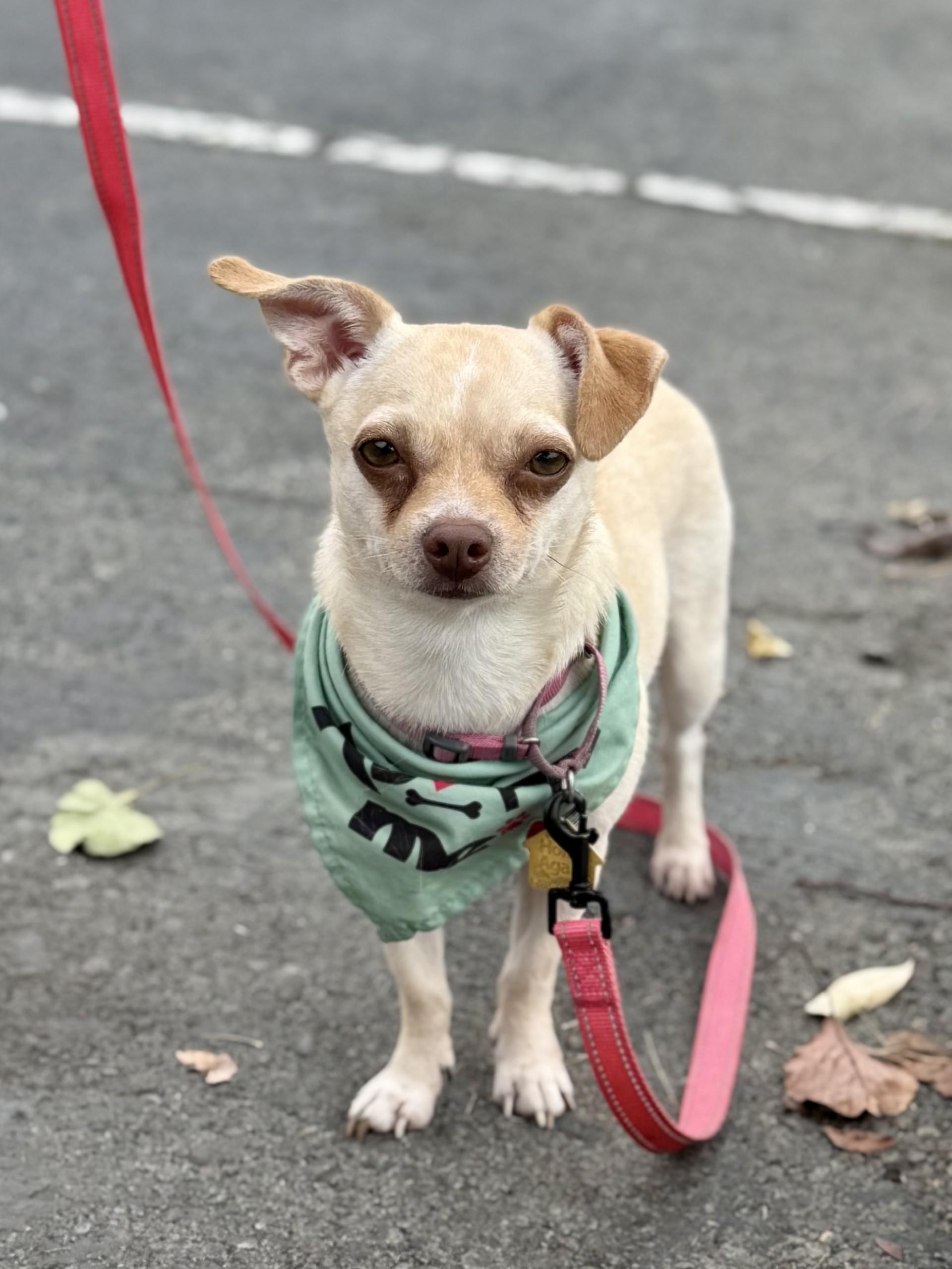 Paris AKA Piper, Adoptable, Young Female Chihuahua.