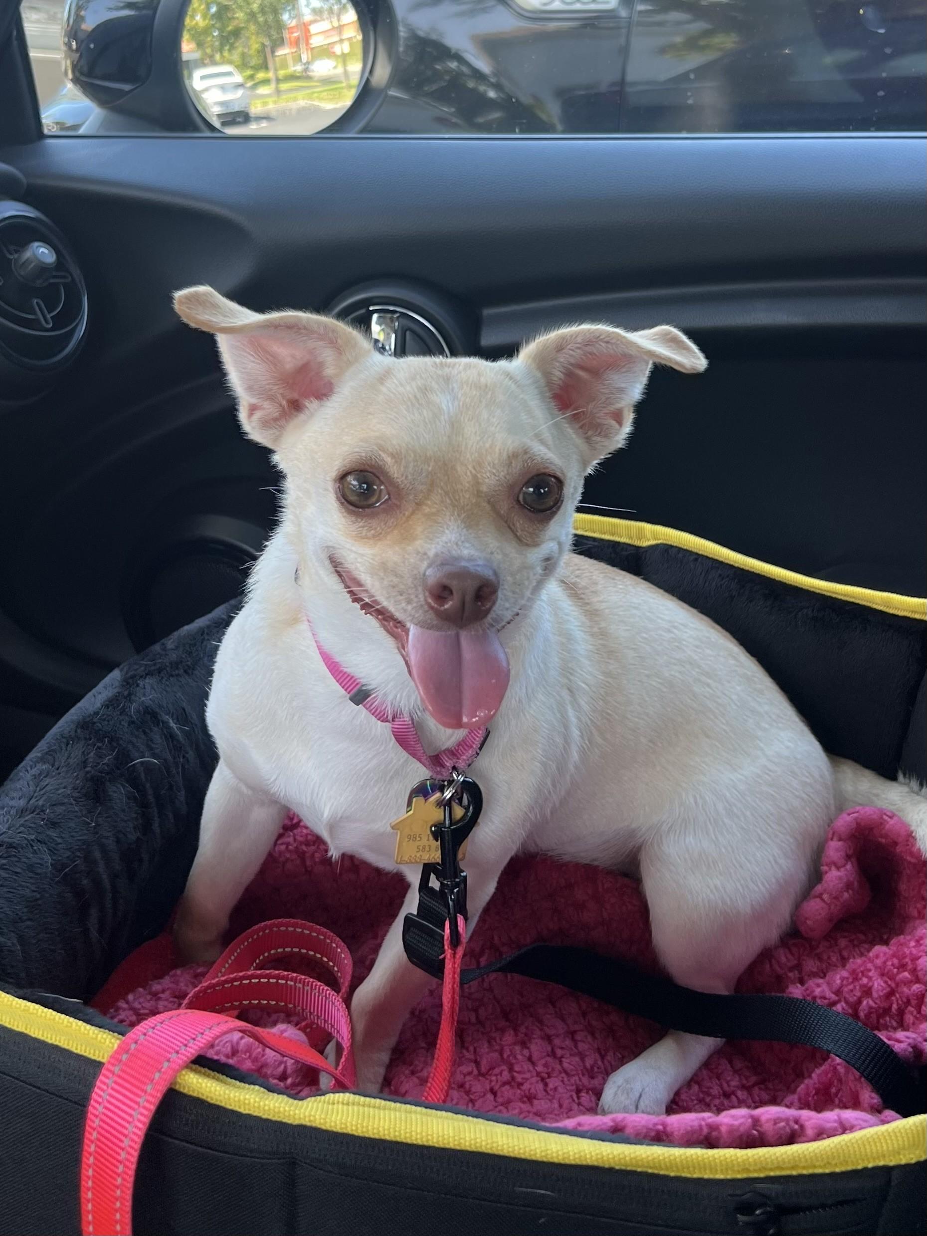 Paris AKA Piper, an adoptable mixed breed in Los Alamitos, CA image 6/6