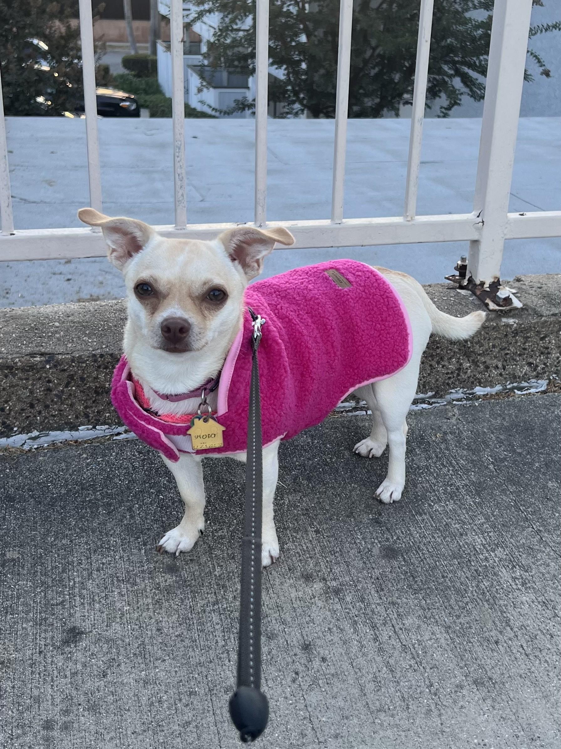 Paris AKA Piper, adoptable, Young Female Chihuahua.