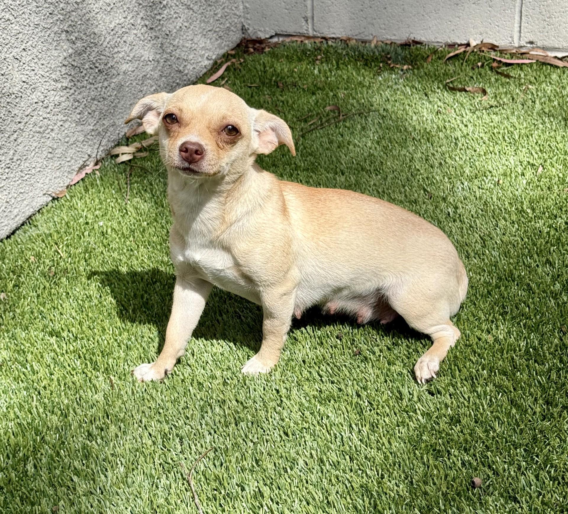 Paris AKA Piper, an adoptable mixed breed in Los Alamitos, CA image 5/6