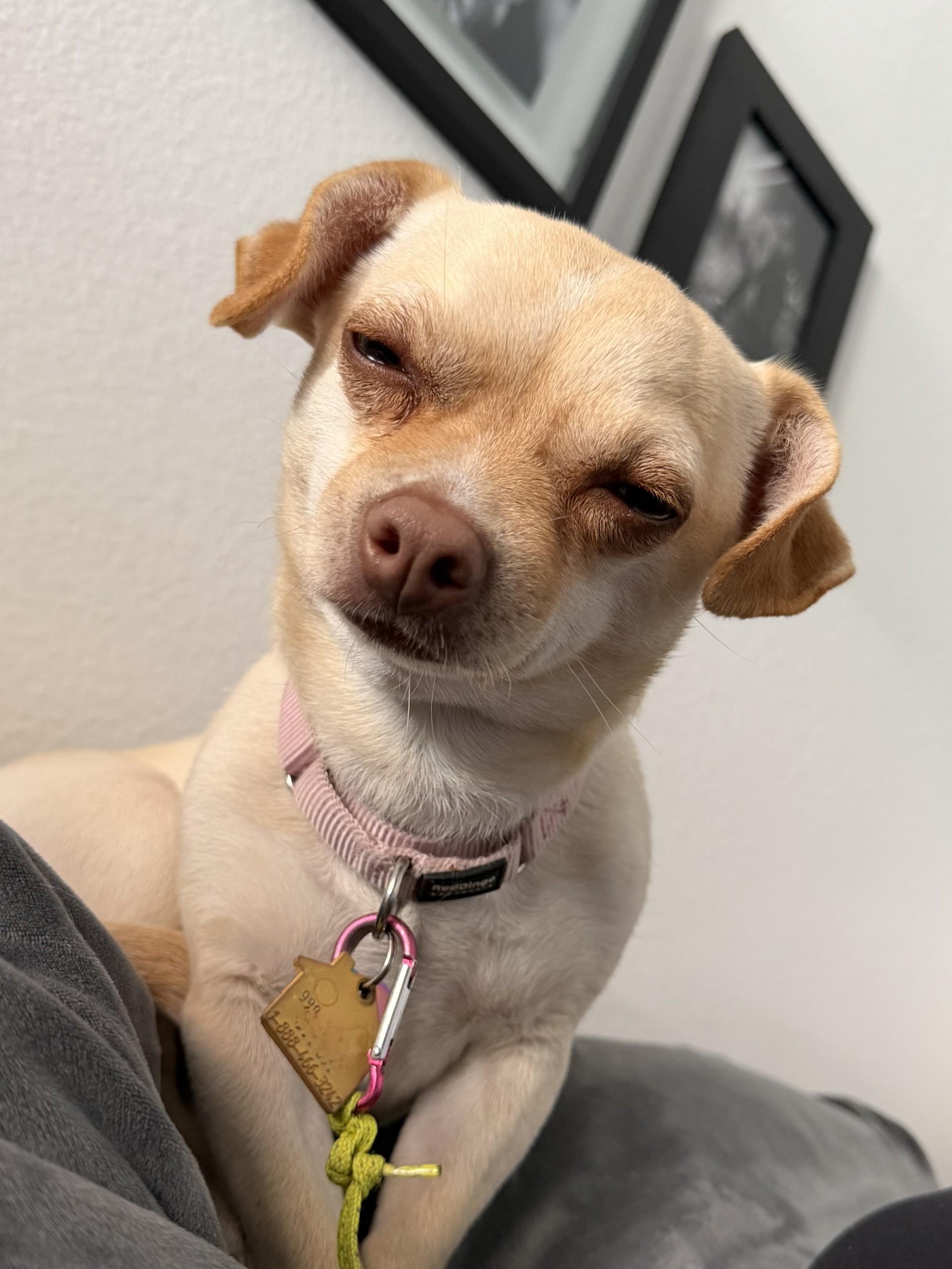 Paris AKA Piper, an adoptable mixed breed in Los Alamitos, CA image 4/6