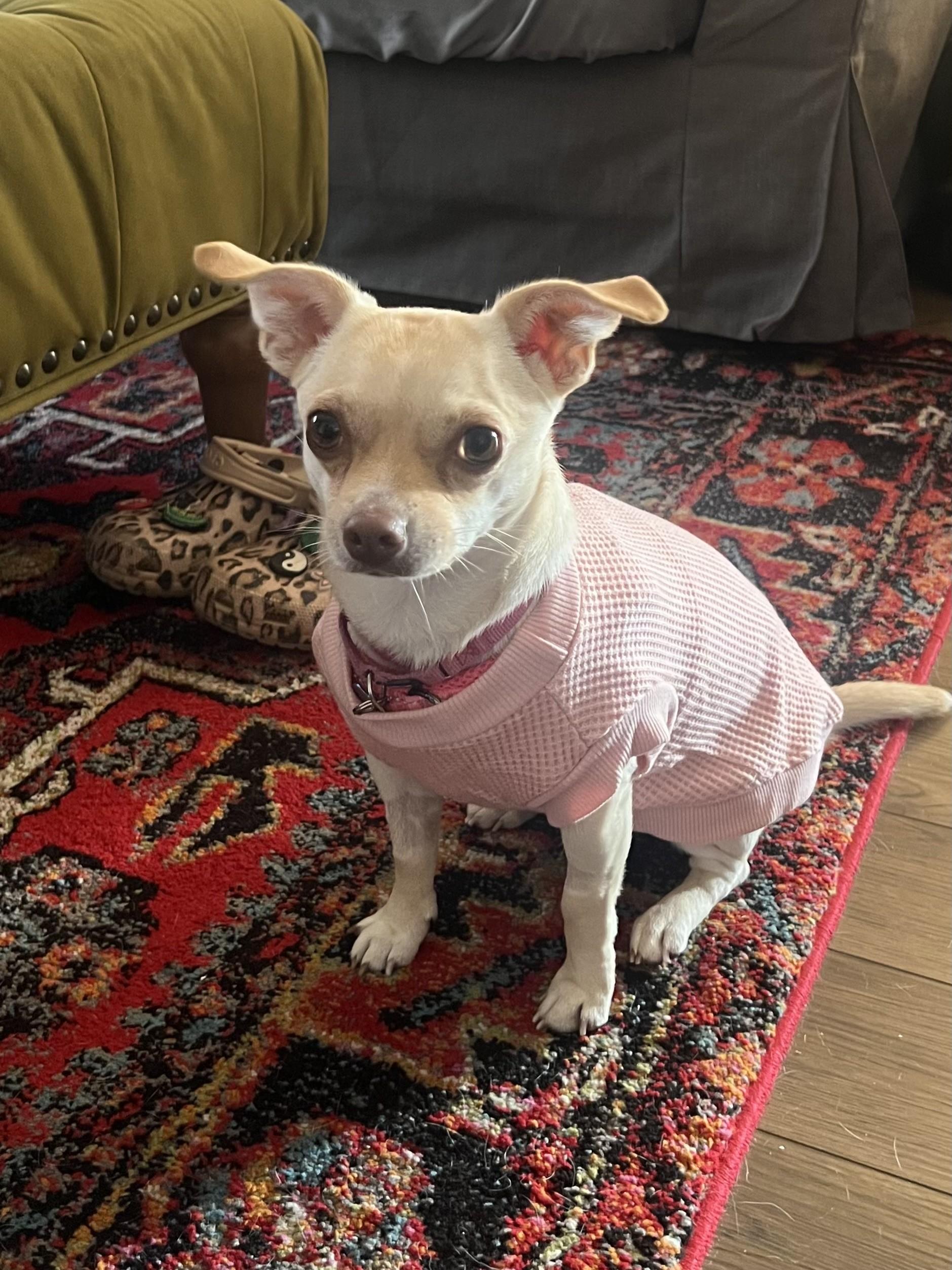 Paris AKA Piper, an adoptable mixed breed in Los Alamitos, CA image 3/6