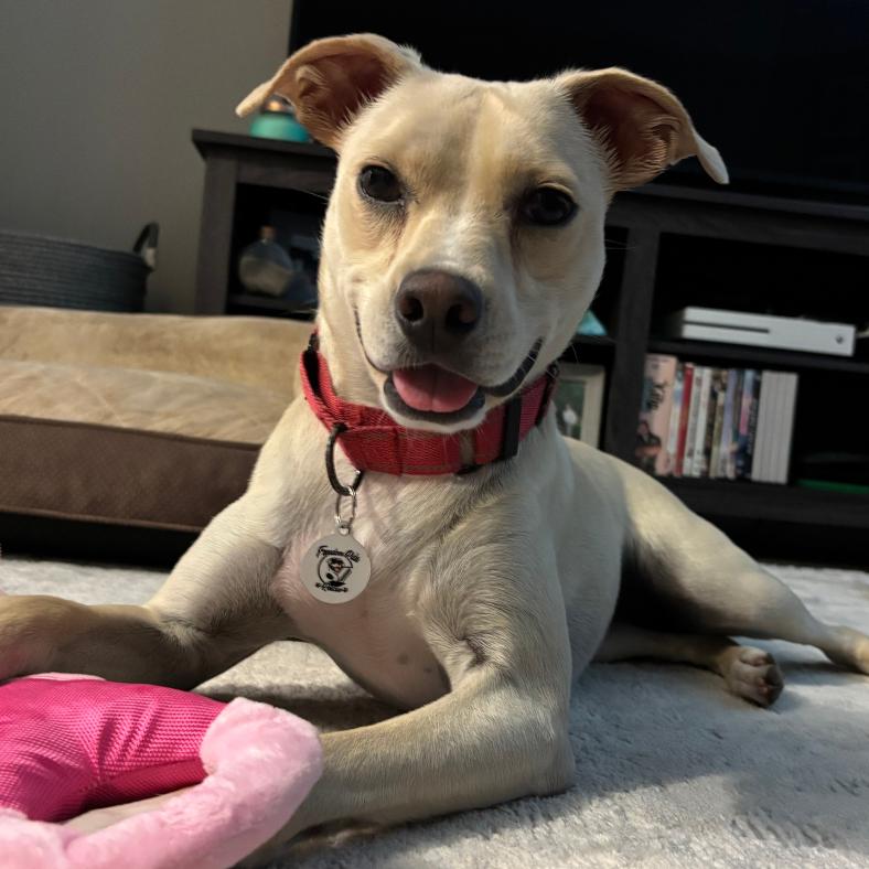 Ellis, a Adoptable Mixed Breed in Raleigh, NC image 2/6