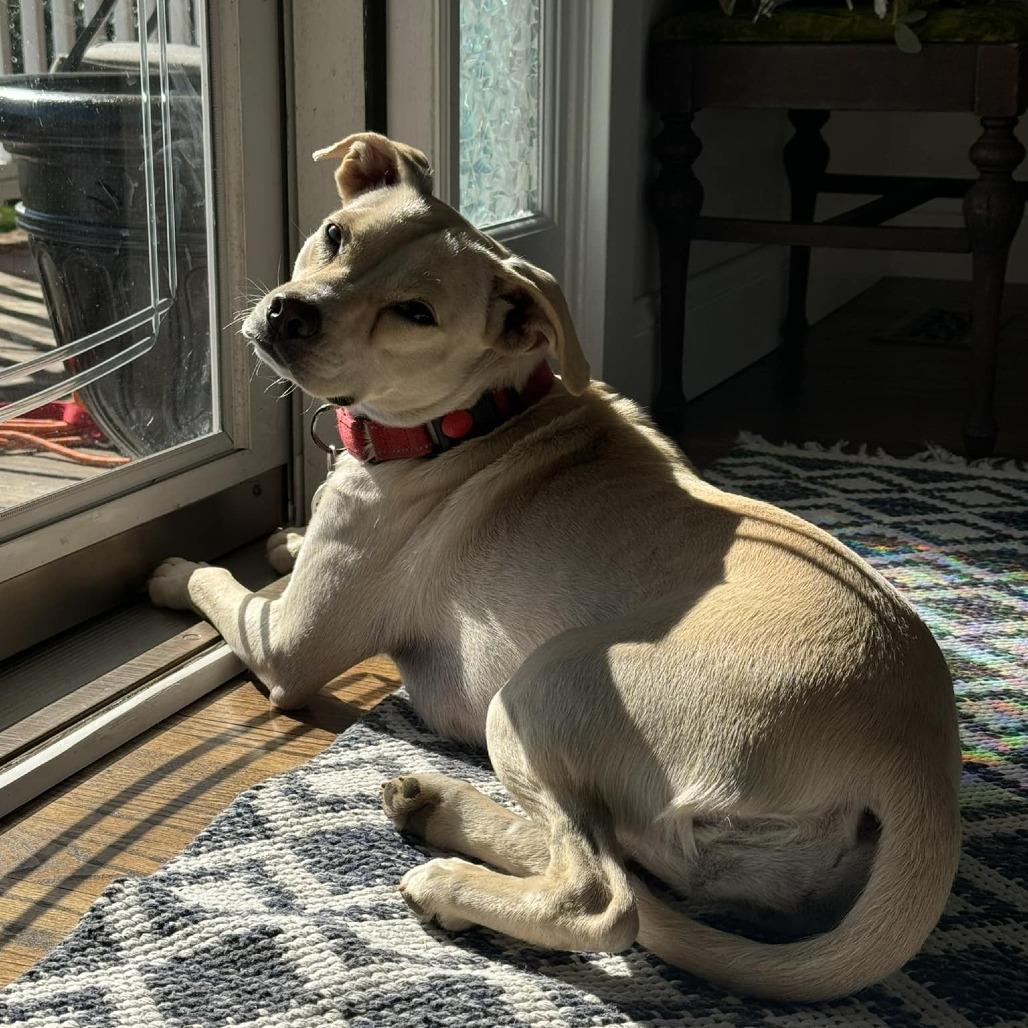 Ellis, a Adoptable Mixed Breed in Raleigh, NC image 3/6