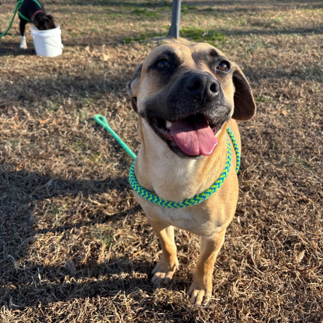 Pecan, Adoptable, Adult Female Mixed Breed.