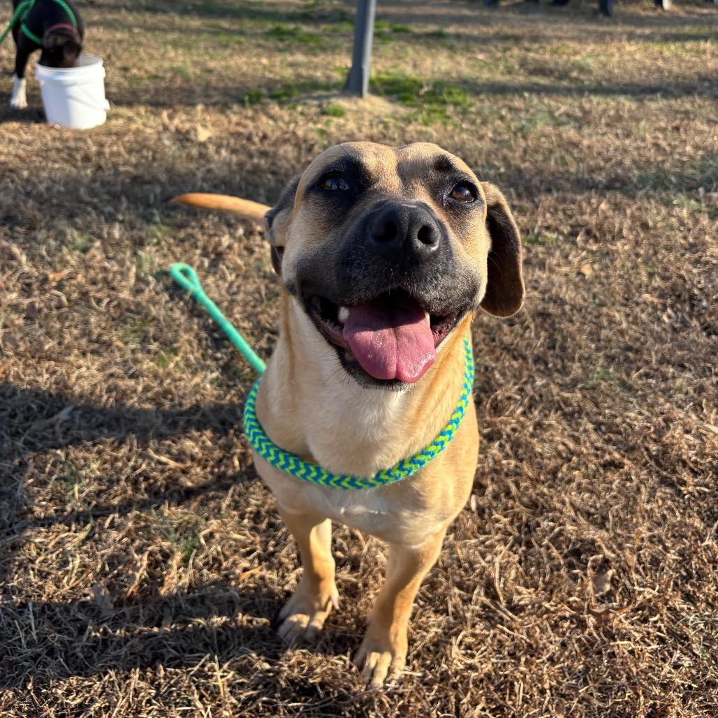 Enlarge Pecan, a Adoptable Mixed Breed in Roxboro, NC image 2/6