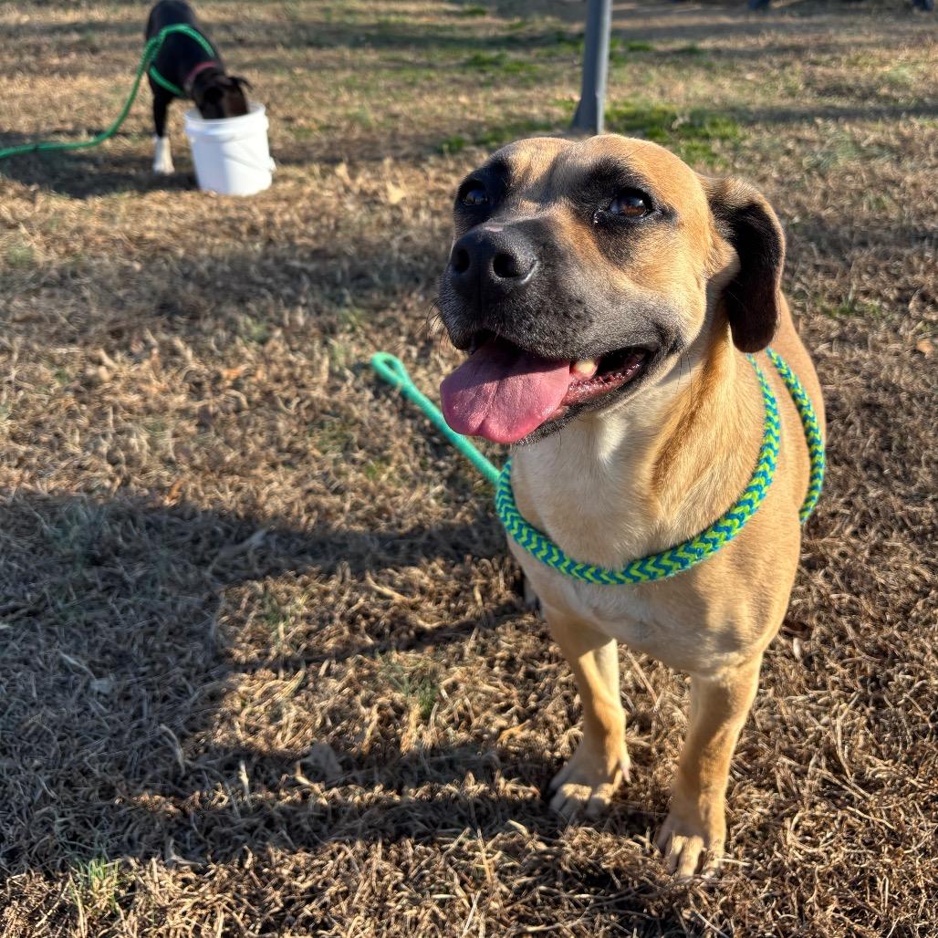 Enlarge Pecan, a Adoptable Mixed Breed in Roxboro, NC image 3/6
