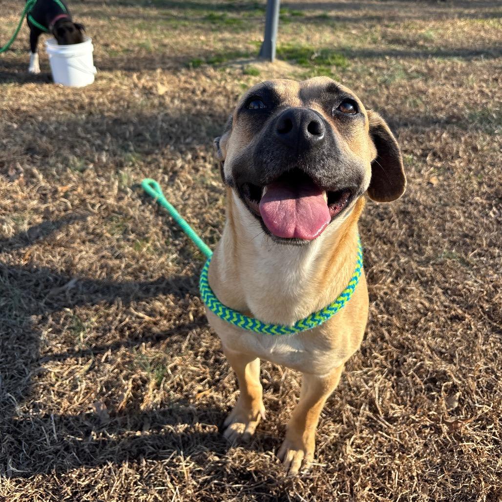 Enlarge Pecan, a Adoptable Mixed Breed in Roxboro, NC image 4/6