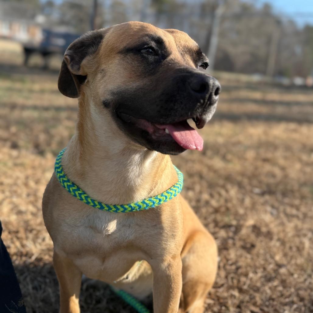 Enlarge Pecan, a Adoptable Mixed Breed in Roxboro, NC image 5/6