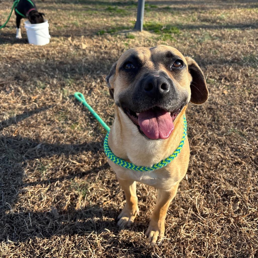 Enlarge Pecan, a Adoptable Mixed Breed in Roxboro, NC image 6/6