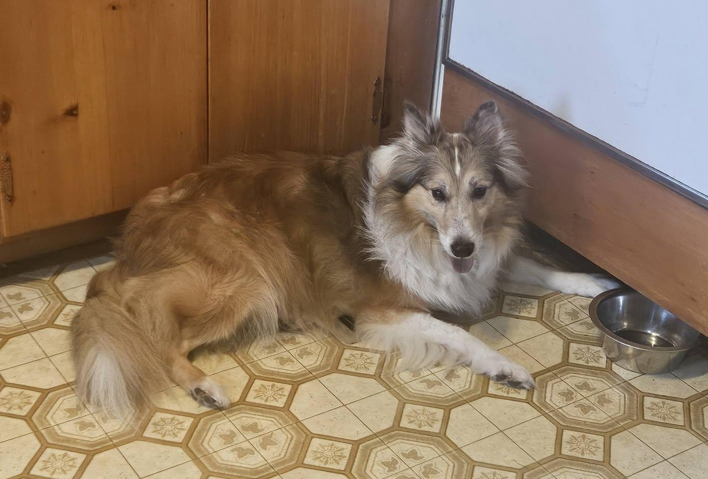 Enlarge Renly, a Adopted Shetland Sheepdog / Sheltie in vALE, NC image 2/2