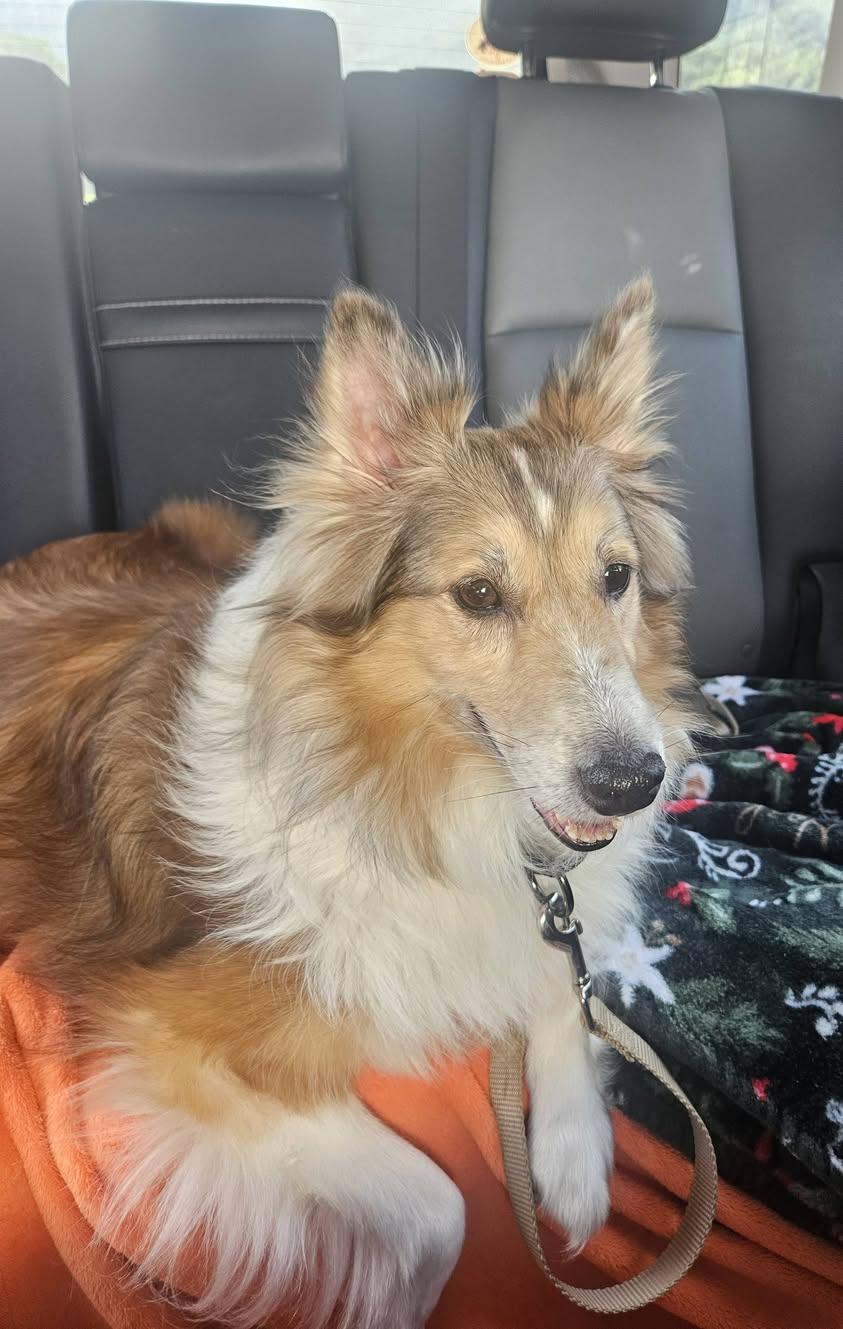 Enlarge Renly, a Adopted Shetland Sheepdog / Sheltie in vALE, NC image 1/2