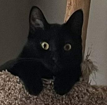 Enlarge Lucinda, a ADOPTABLE Domestic Short Hair in Bloomsdale, MO image 2/2