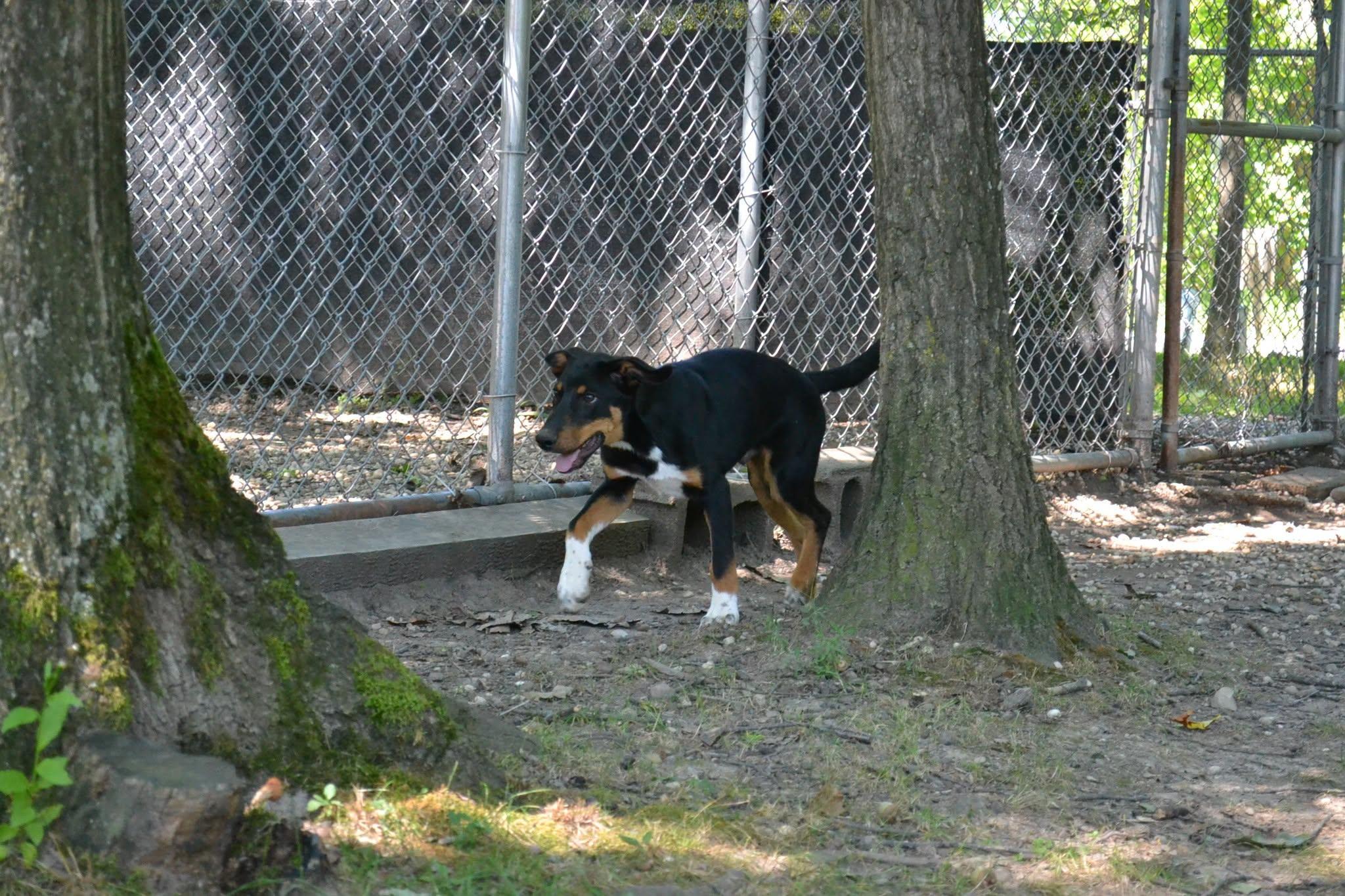 Yankee Doodle, a ADOPTABLE mixed breed in Chardon, OH image 2/6