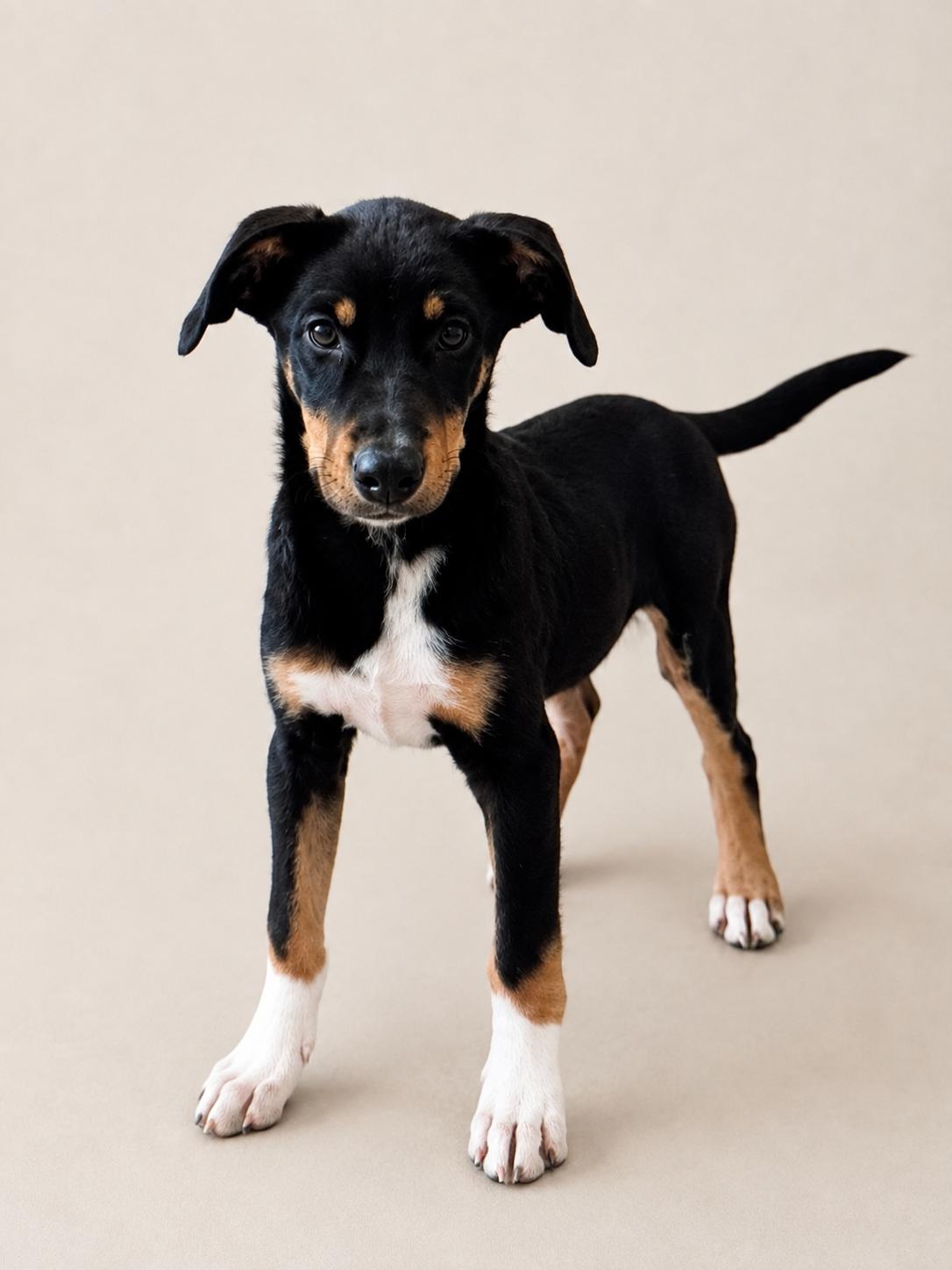 Yankee Doodle, ADOPTABLE, Puppy Male Mixed Breed.