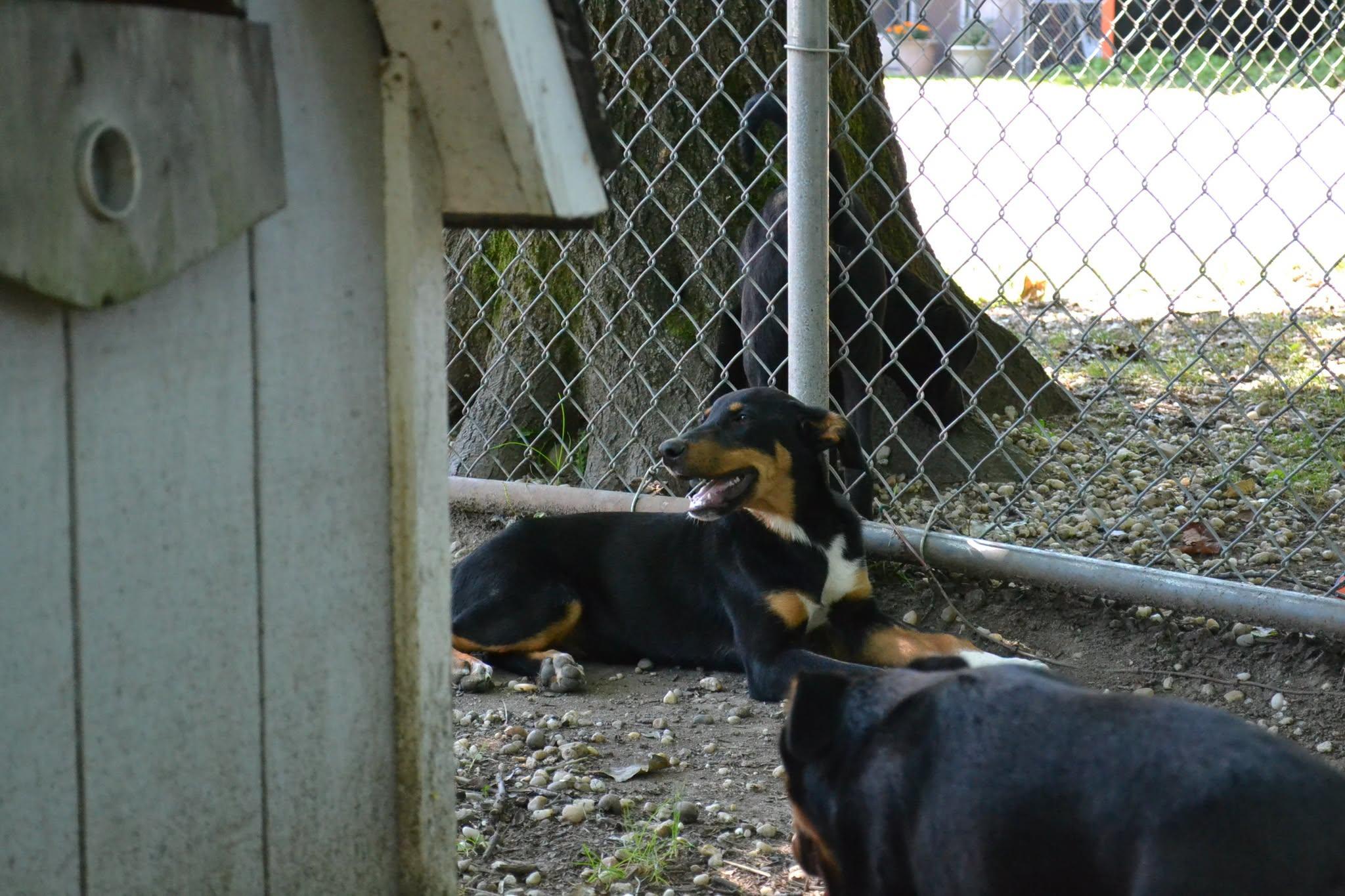 Yankee Doodle, a ADOPTABLE mixed breed in Chardon, OH image 5/6