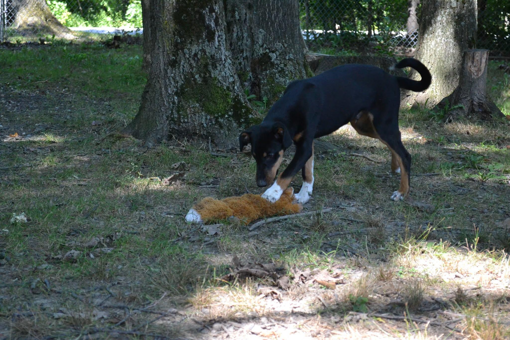 Yankee Doodle, a ADOPTABLE mixed breed in Chardon, OH image 4/6