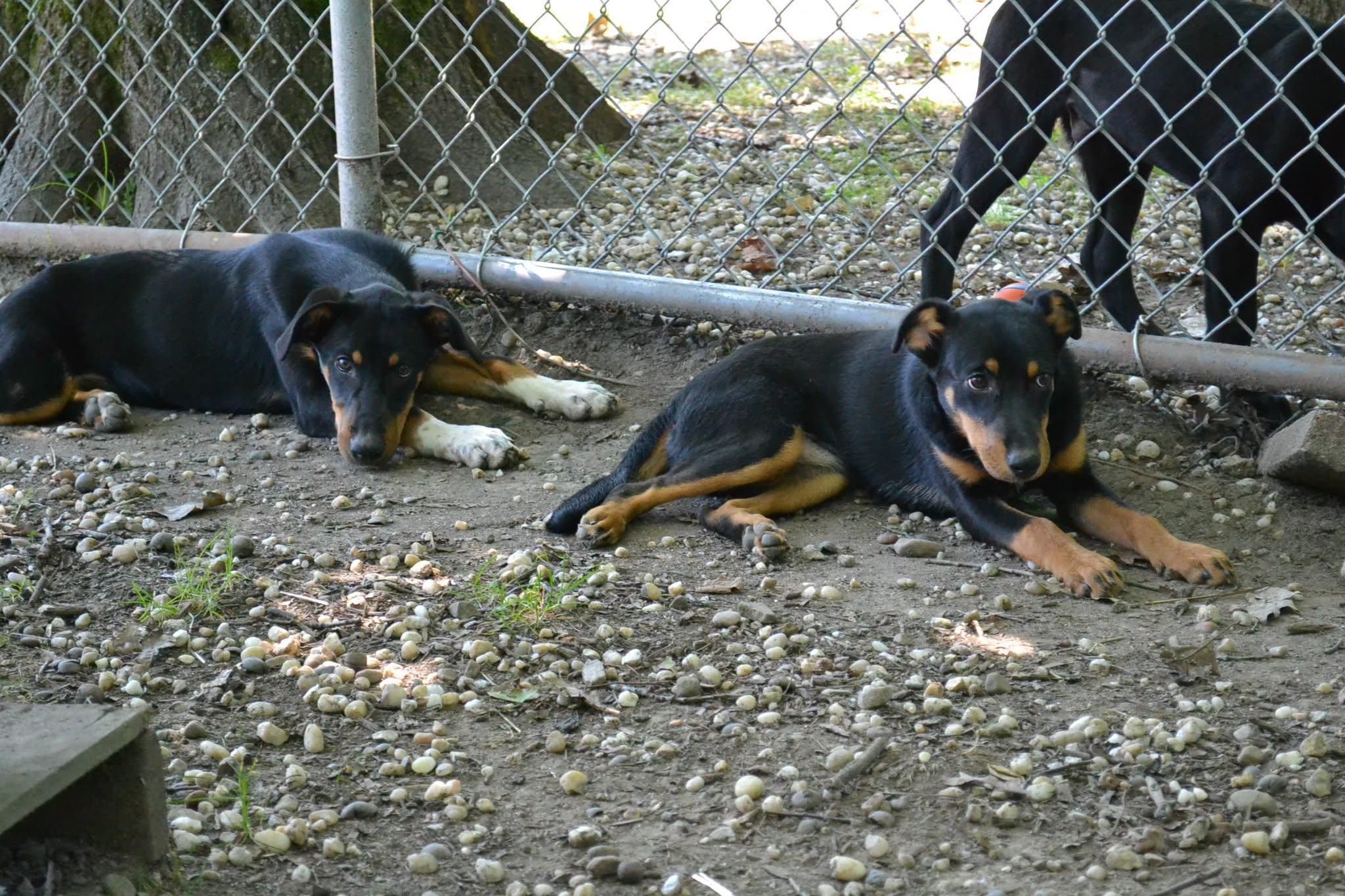 Yankee Doodle, a ADOPTABLE mixed breed in Chardon, OH image 6/6