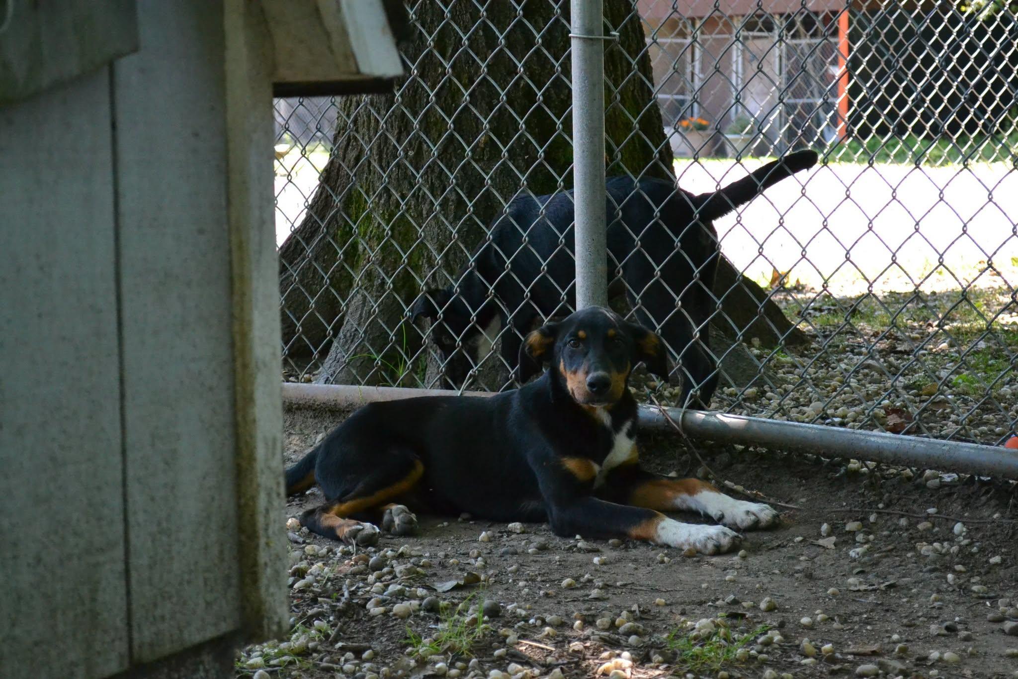 Yankee Doodle, a ADOPTABLE mixed breed in Chardon, OH image 3/6