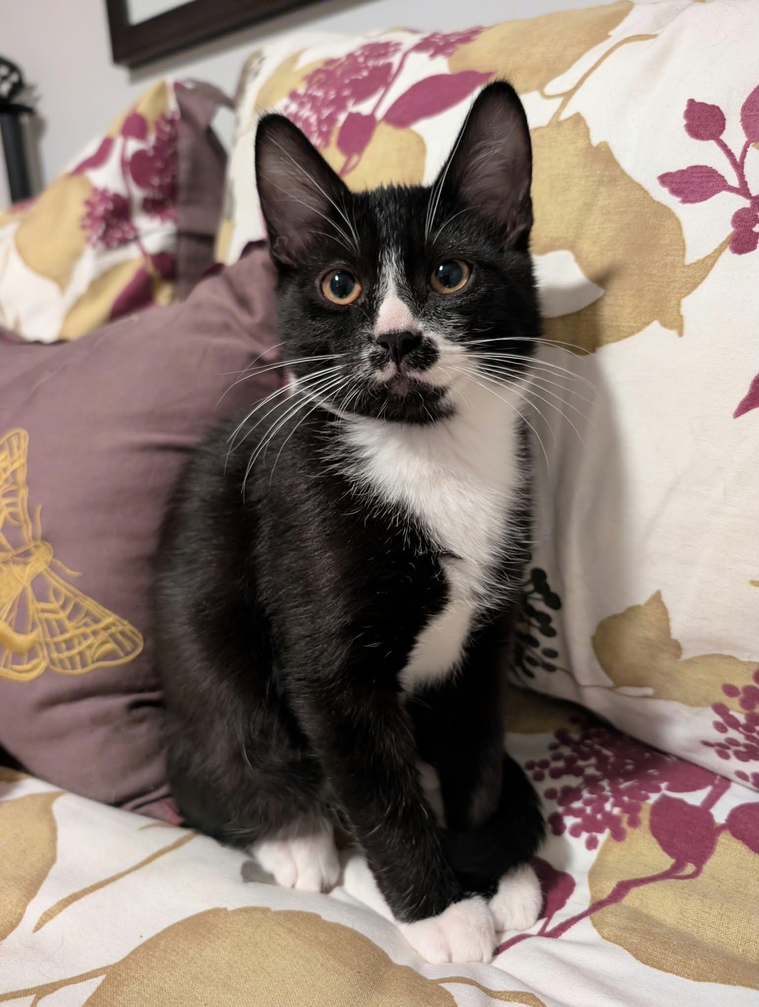 Enlarge Gatsby, a Adoptable Domestic Short Hair in Edmonton, AB image 2/6