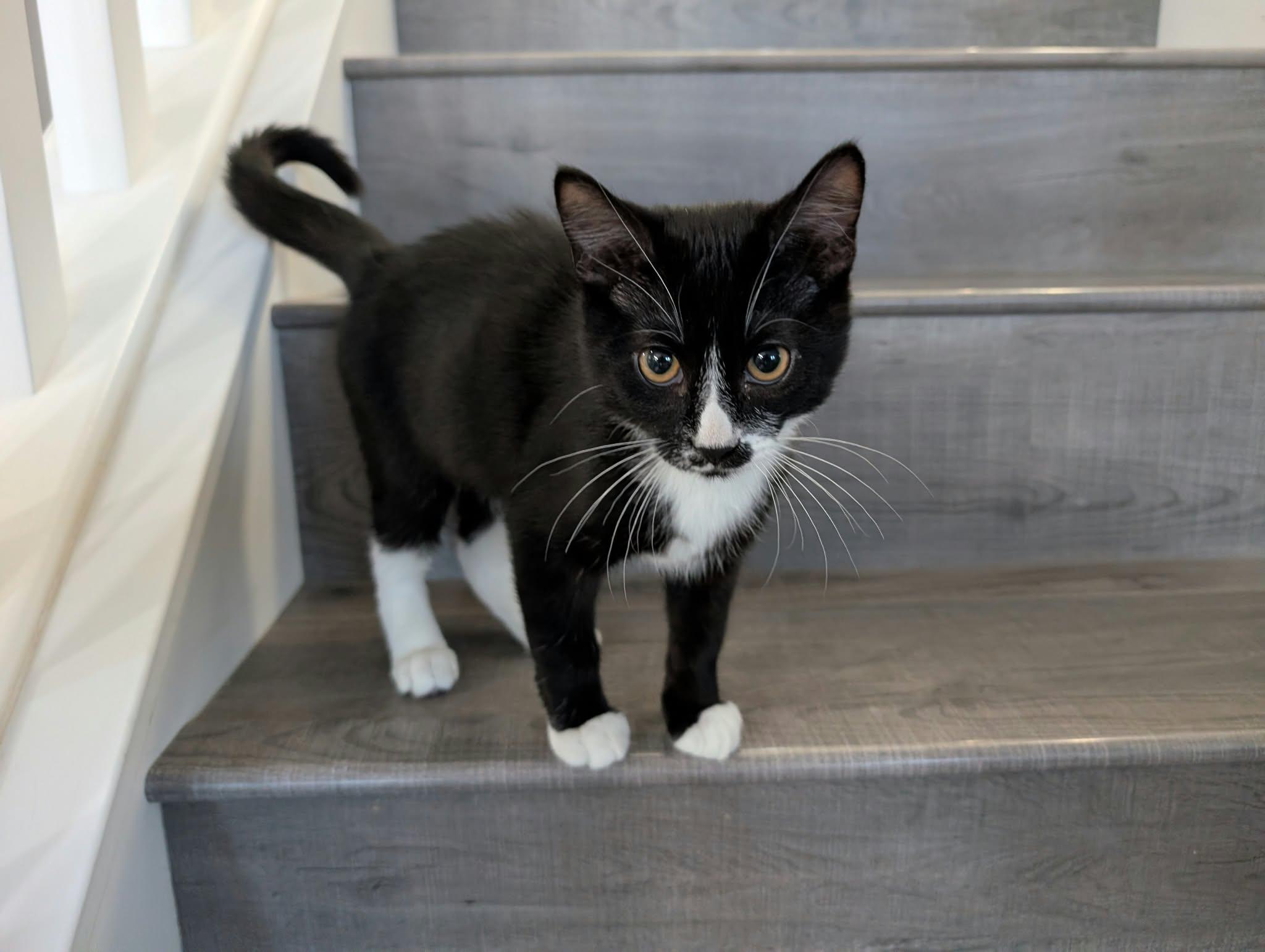 Enlarge Gatsby, a Adoptable Domestic Short Hair in Edmonton, AB image 6/6