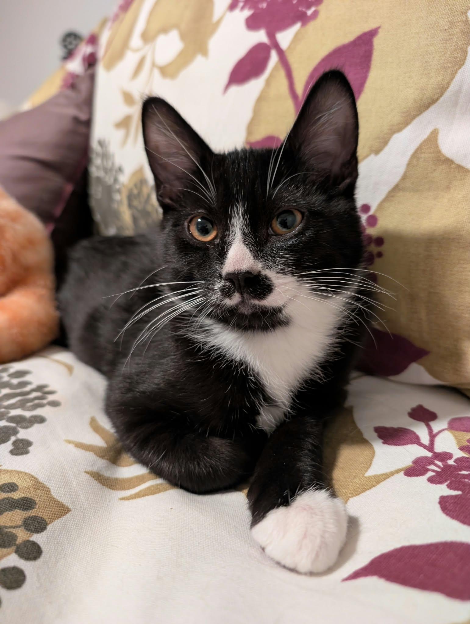 Enlarge Gatsby, a Adoptable Domestic Short Hair in Edmonton, AB image 1/6