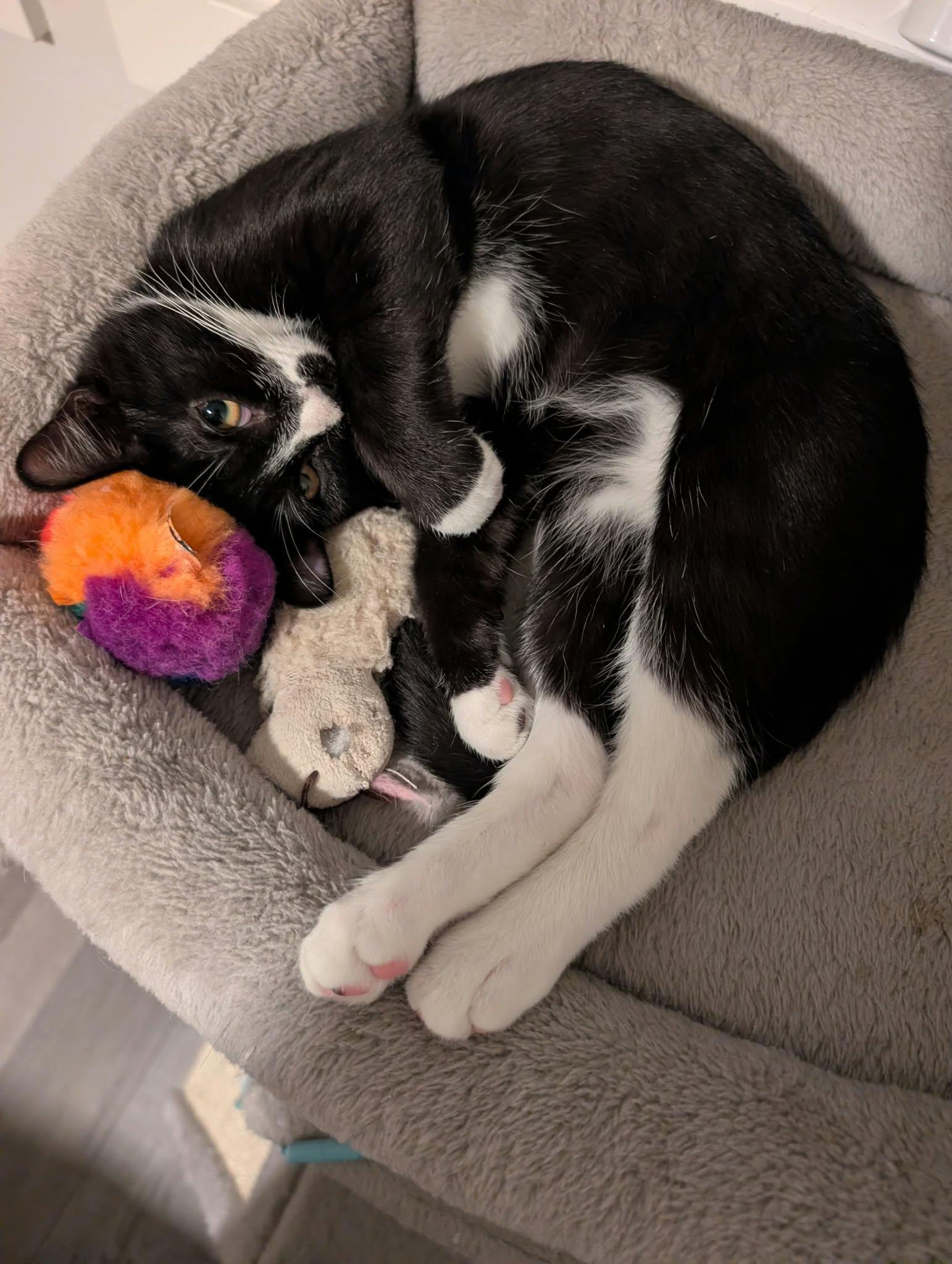 Enlarge Gatsby, a Adoptable Domestic Short Hair in Edmonton, AB image 4/6