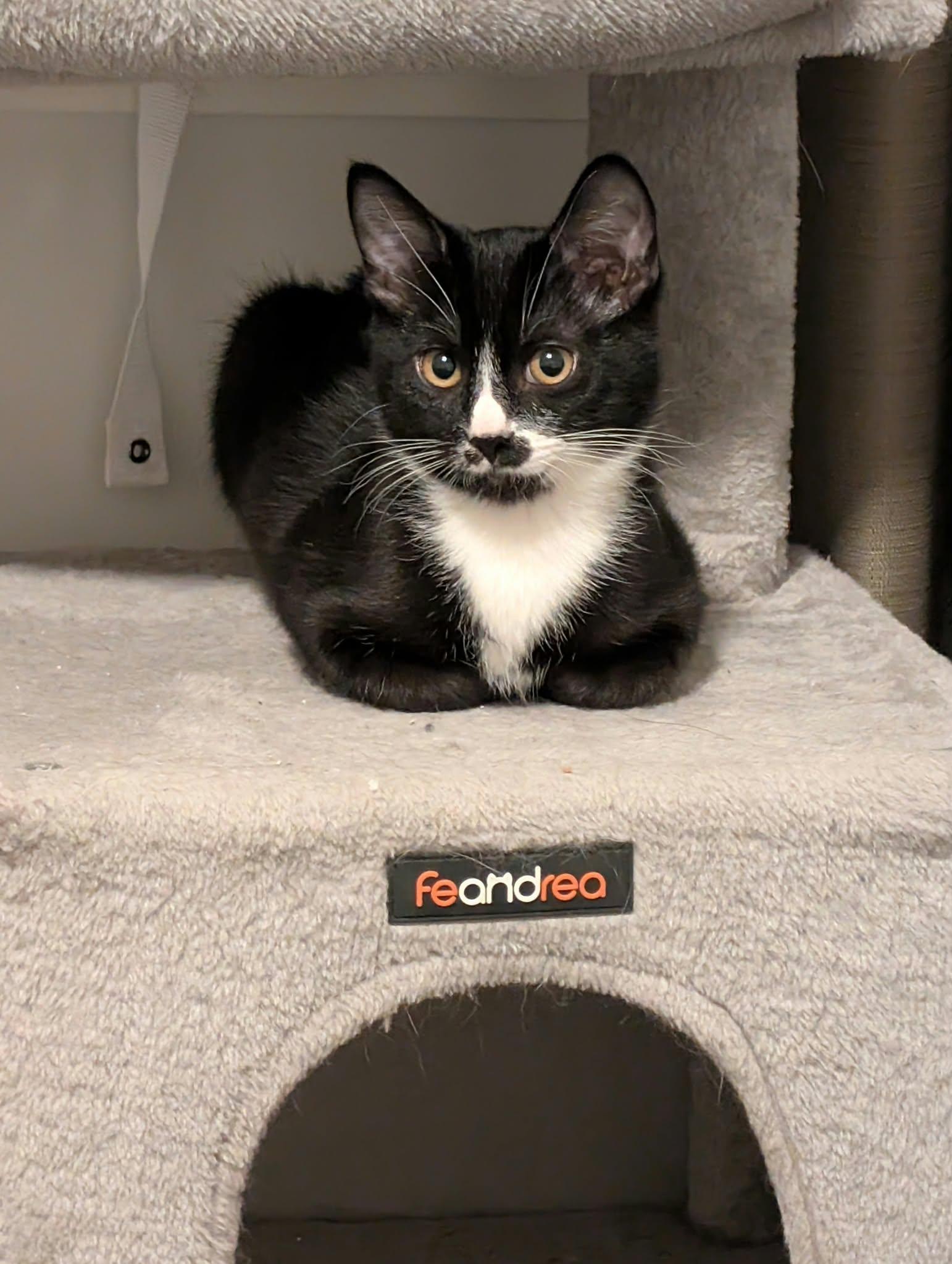 Enlarge Gatsby, a Adoptable Domestic Short Hair in Edmonton, AB image 3/6