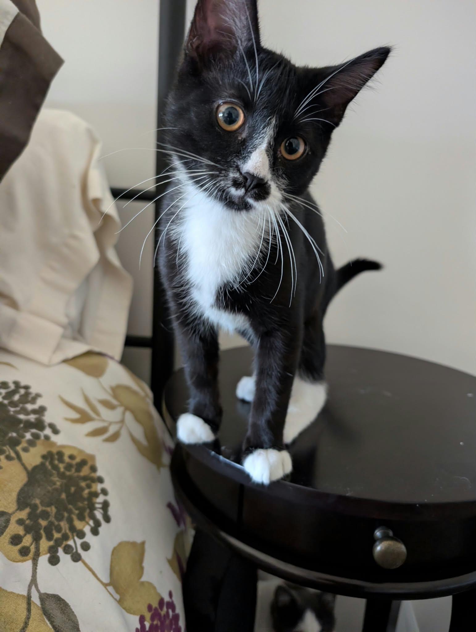 Enlarge Gatsby, a Adoptable Domestic Short Hair in Edmonton, AB image 5/6