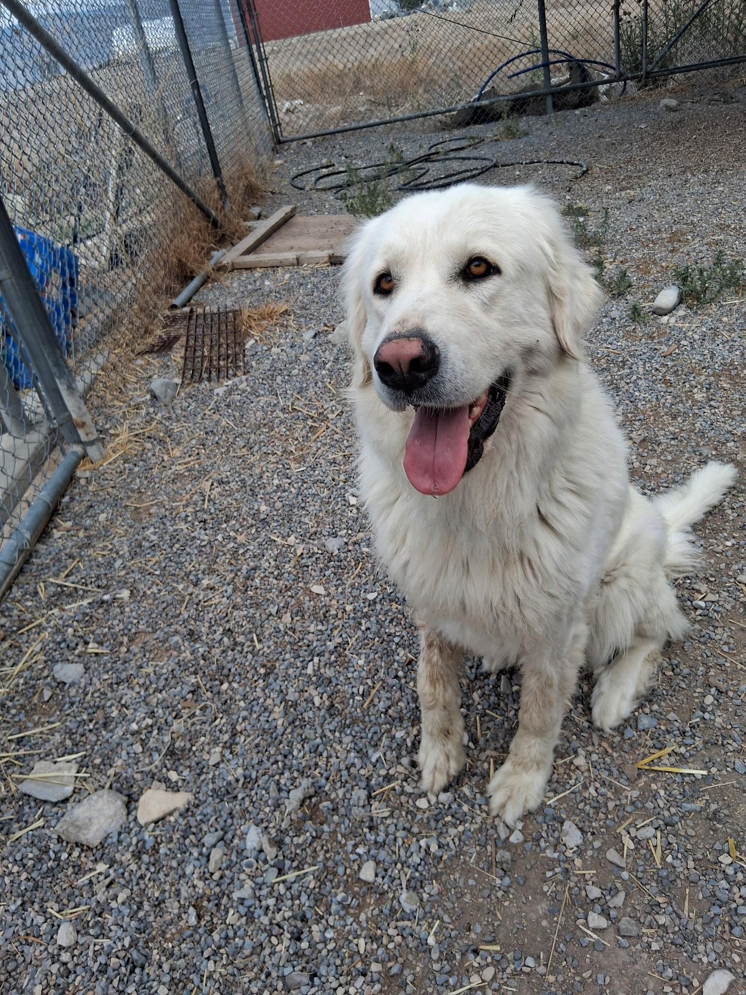 Princess, Adoptable, Adult Female Great Pyrenees.