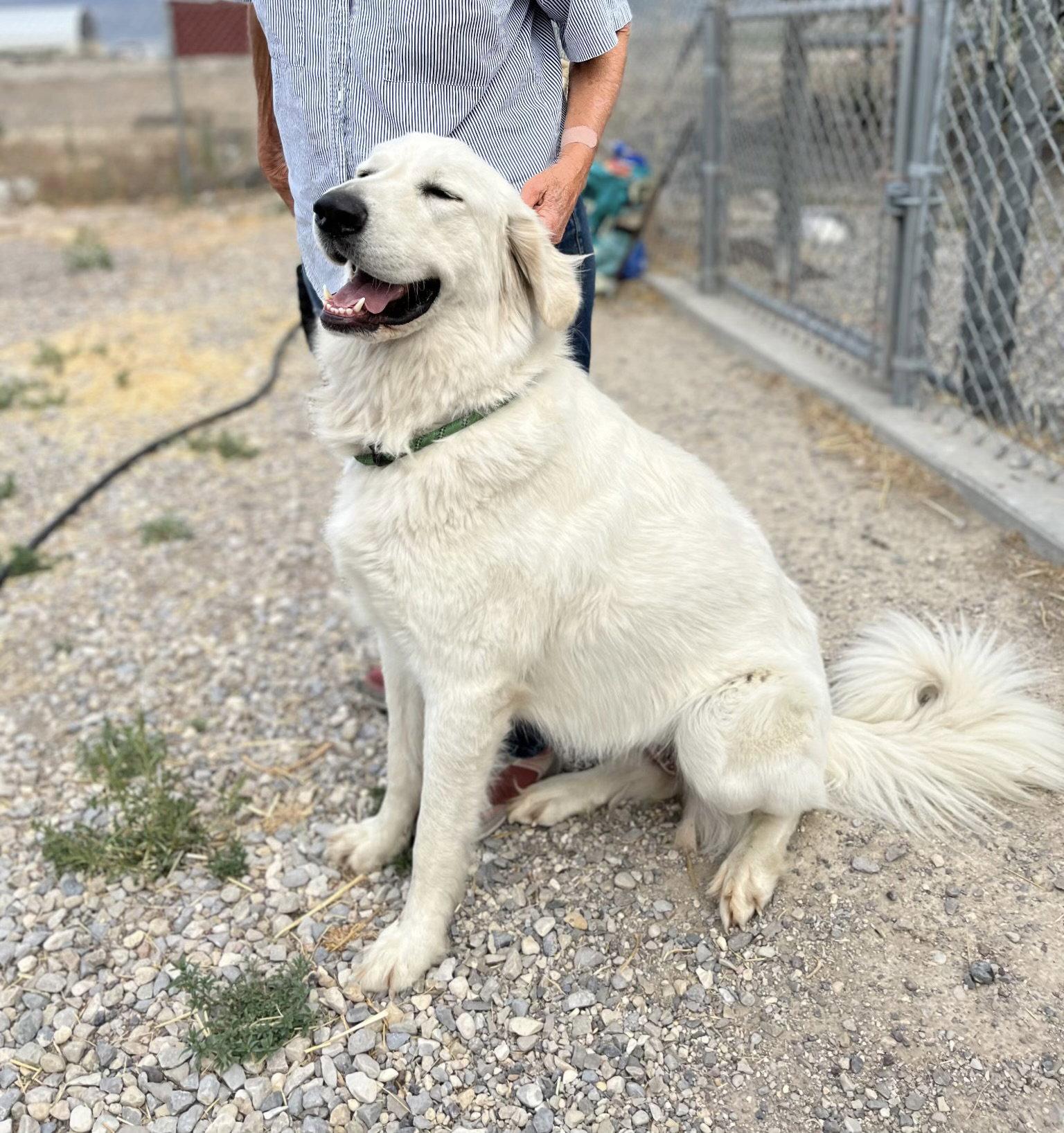 Enlarge Princess, a Adoptable Great Pyrenees in Bountiful, UT image 2/2