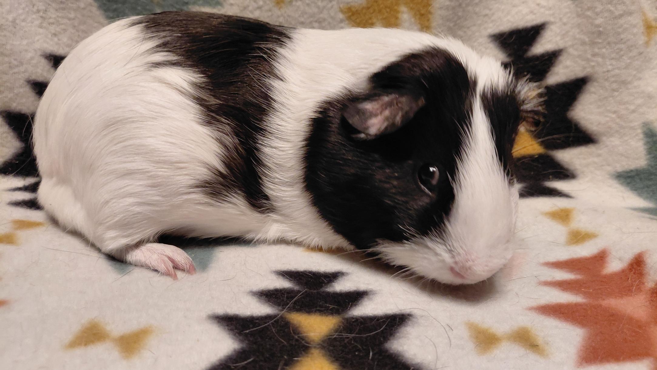 Enlarge Marshal, a ADOPTABLE Guinea Pig in Cincinnati, OH image 3/3